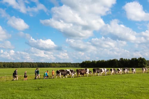 FarmCamps t Looveld Drenthe koeien uit de wei 