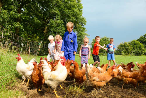 FarmCamps Hoeve Sonneclaer Drenthe kijken bij 
