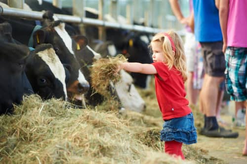 FarmCamps Hoeve Sonneclaer Drenthe koeien voer