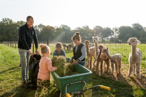 FarmCamps Alpaca Vorstenbosch Noord-Brabant  v