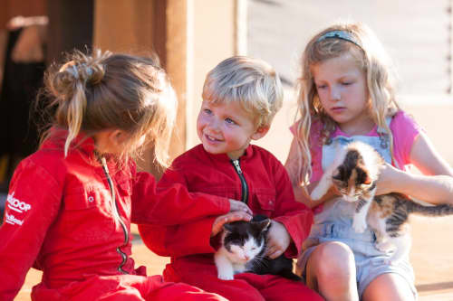 FarmCamps Mariekerke Zeeland knuffelen kittens