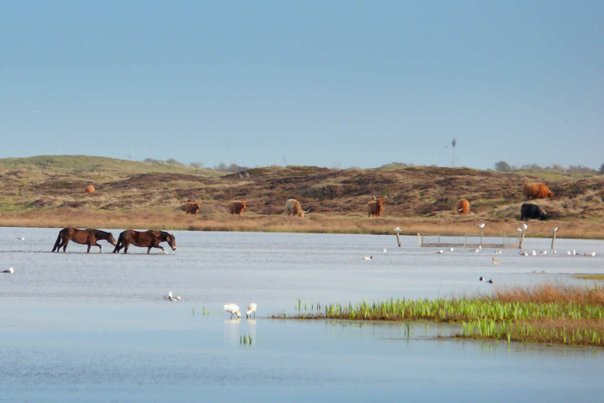 Photo gallery spring on Texel