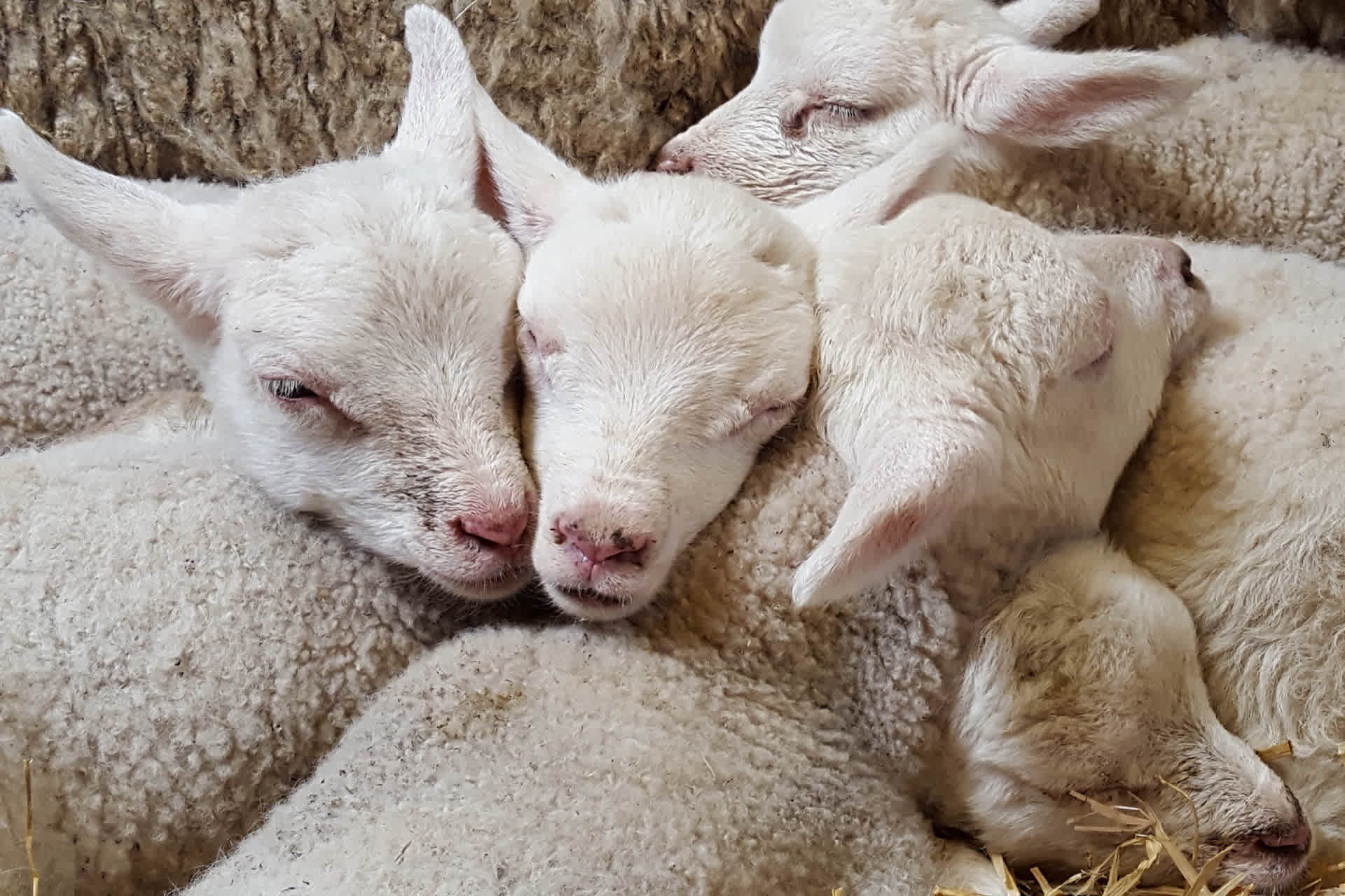 Lambs