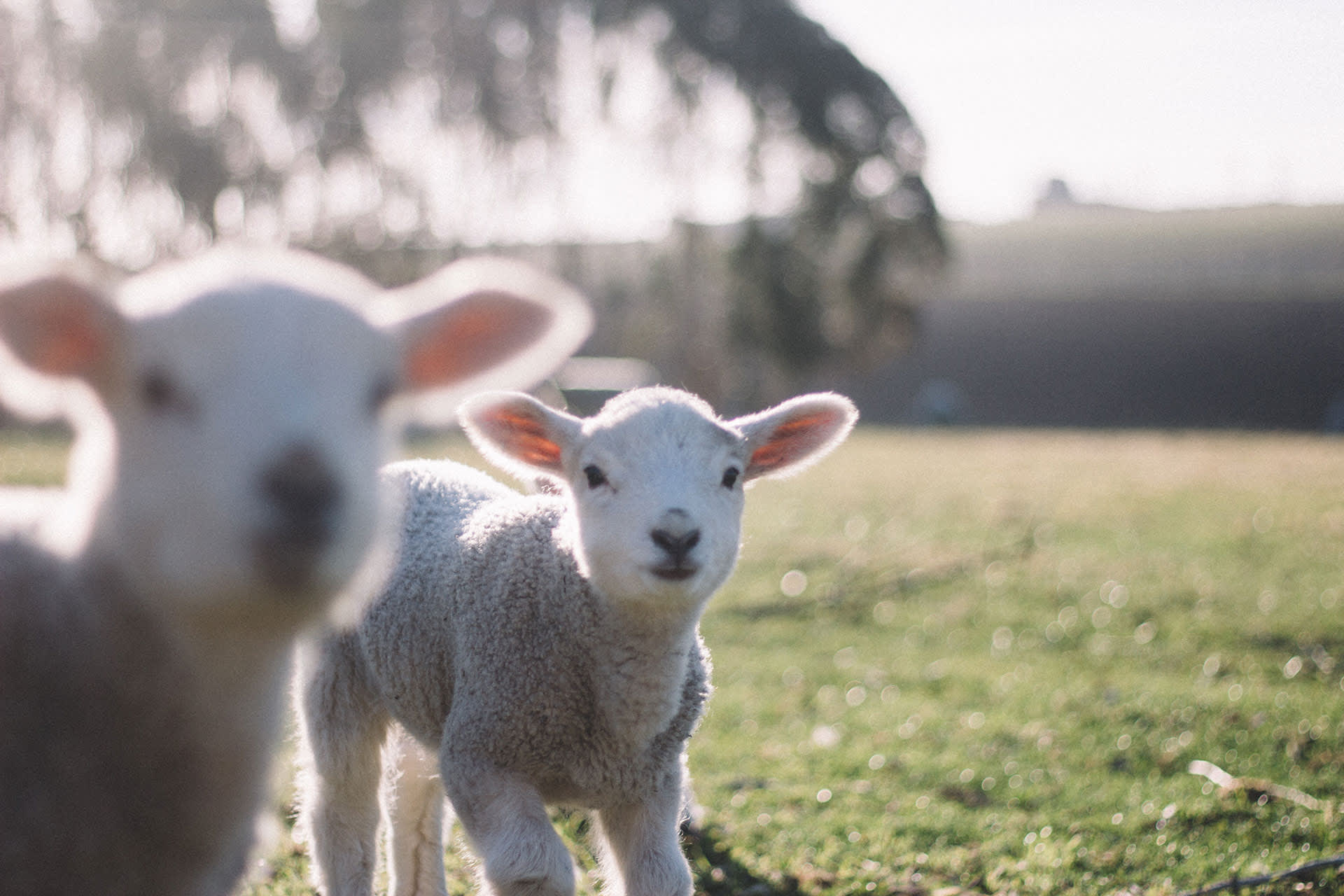 Photo gallery spring on Texel