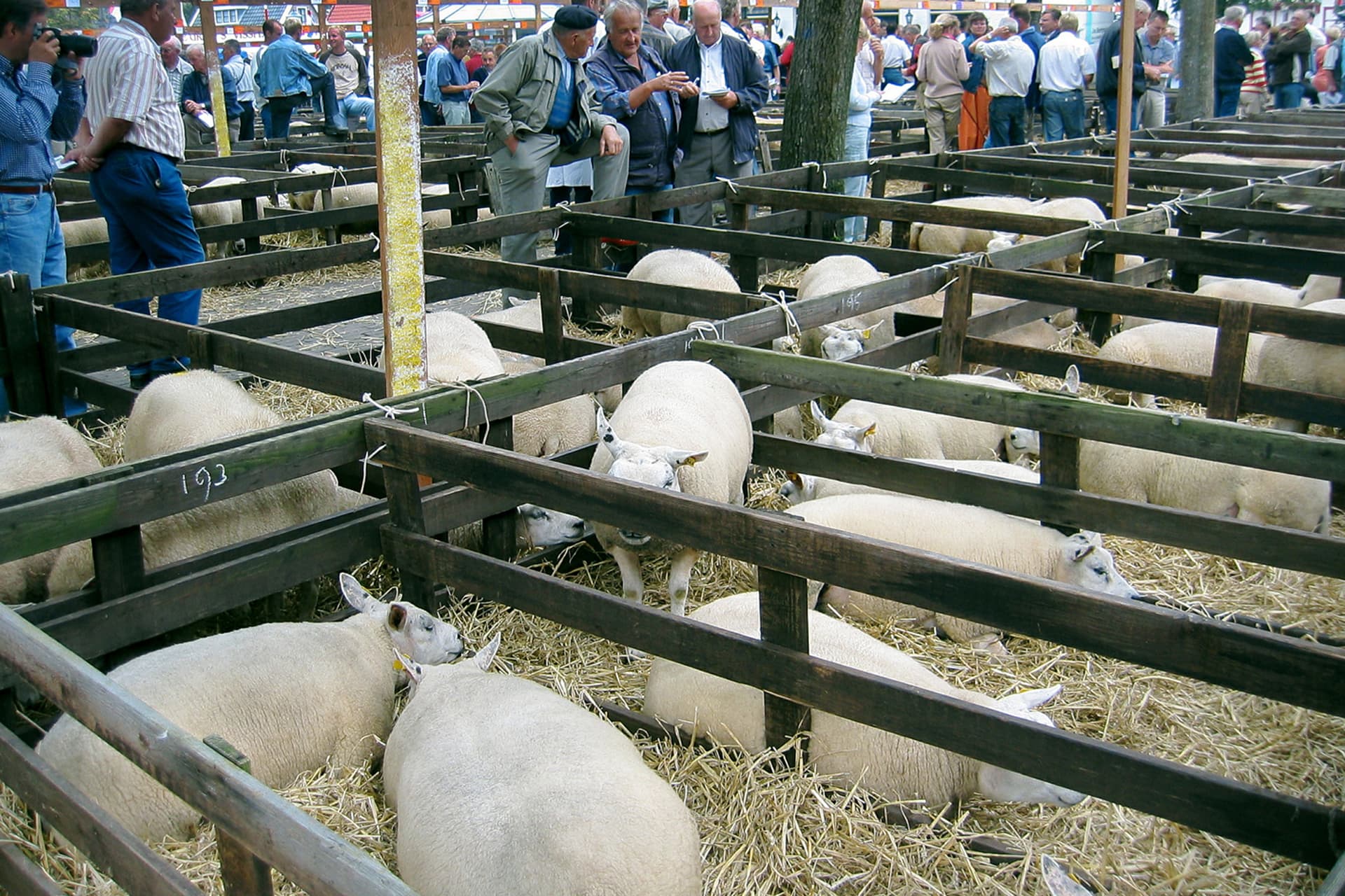 sheep breeding day