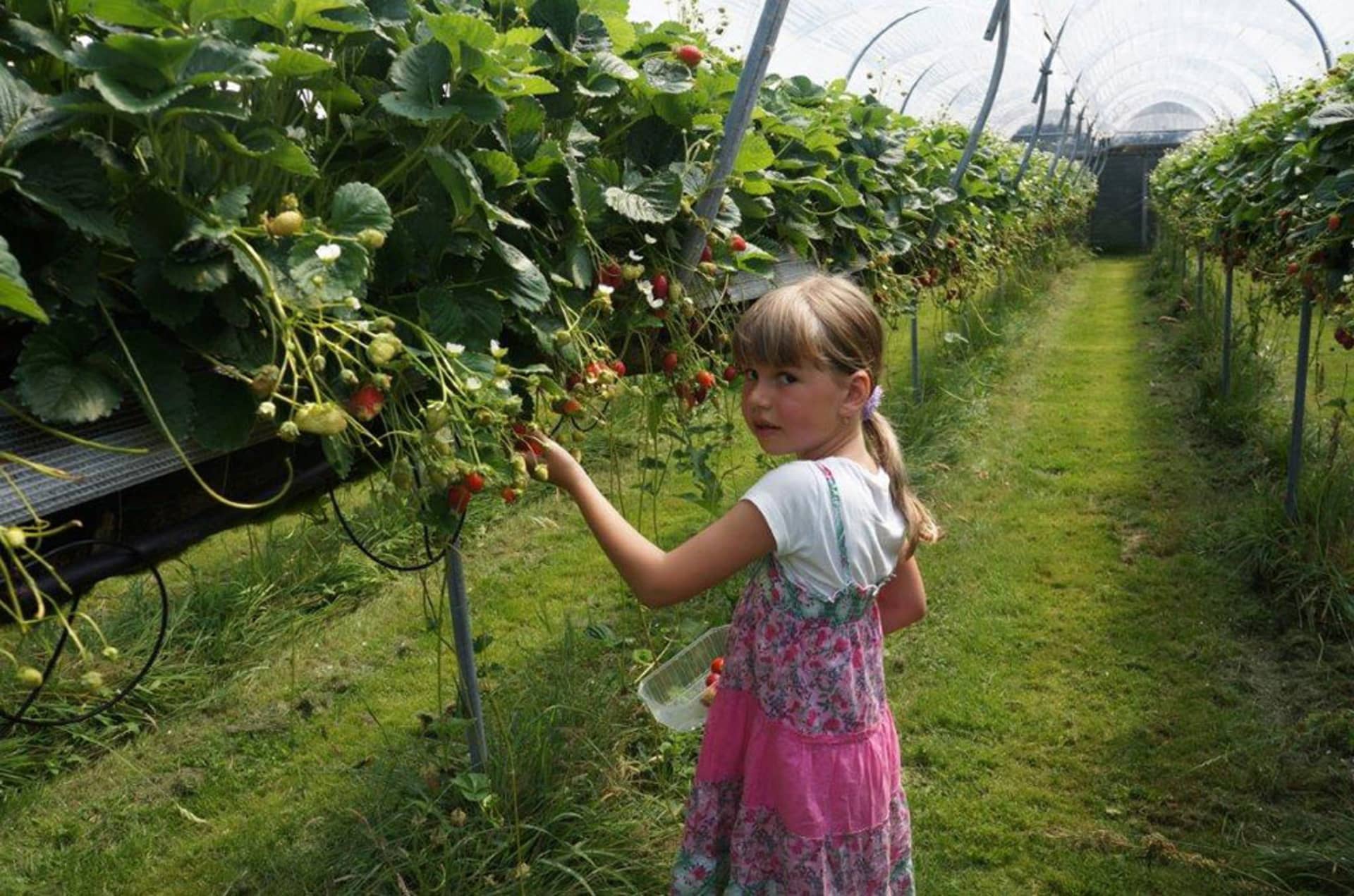 self-picking garden