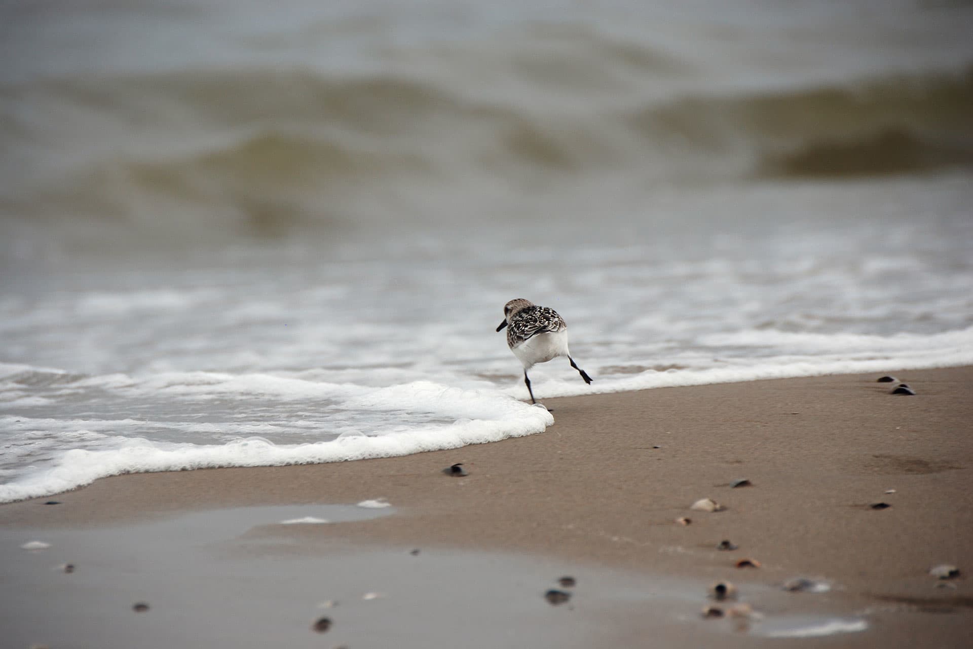 vogel, strand