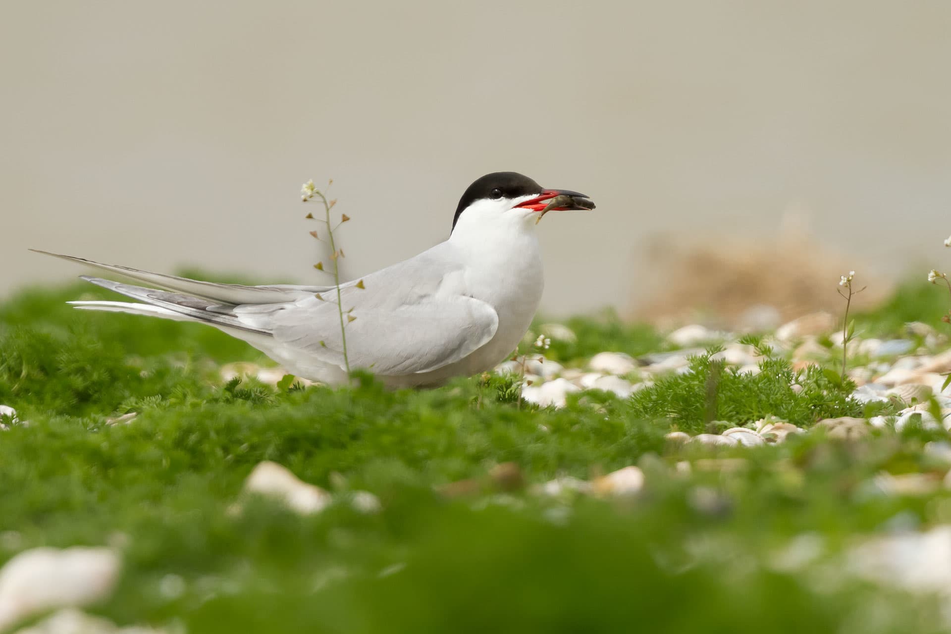 Common terns