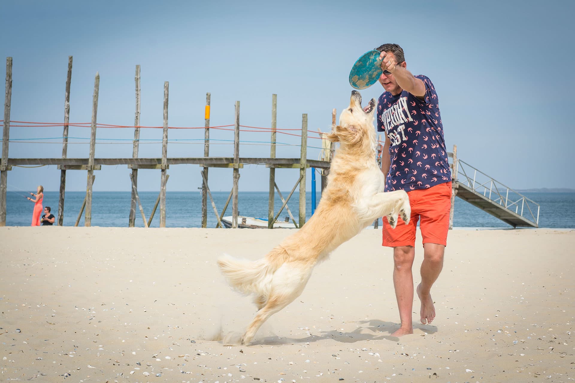 Hund, Strand De Cocksdorp