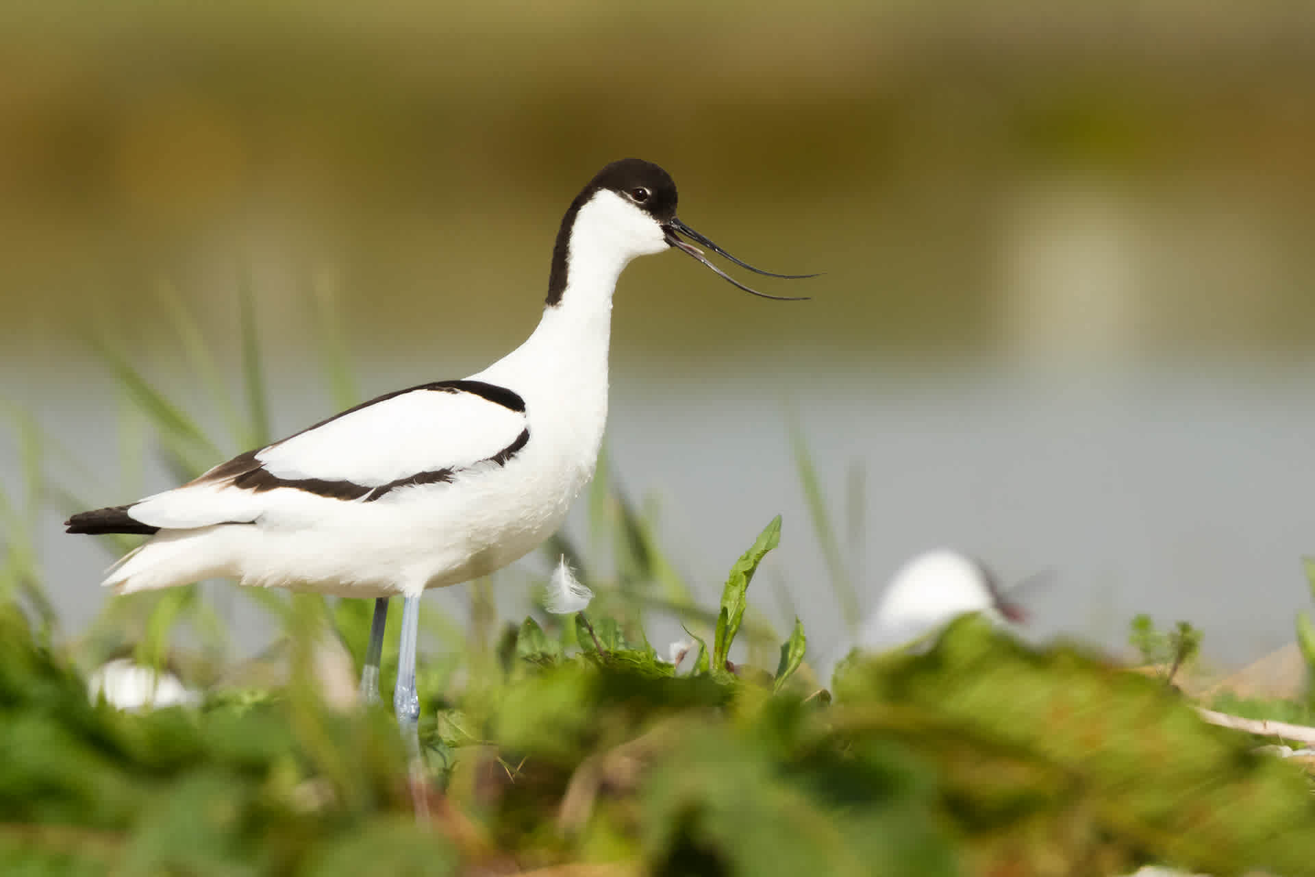 Avocet