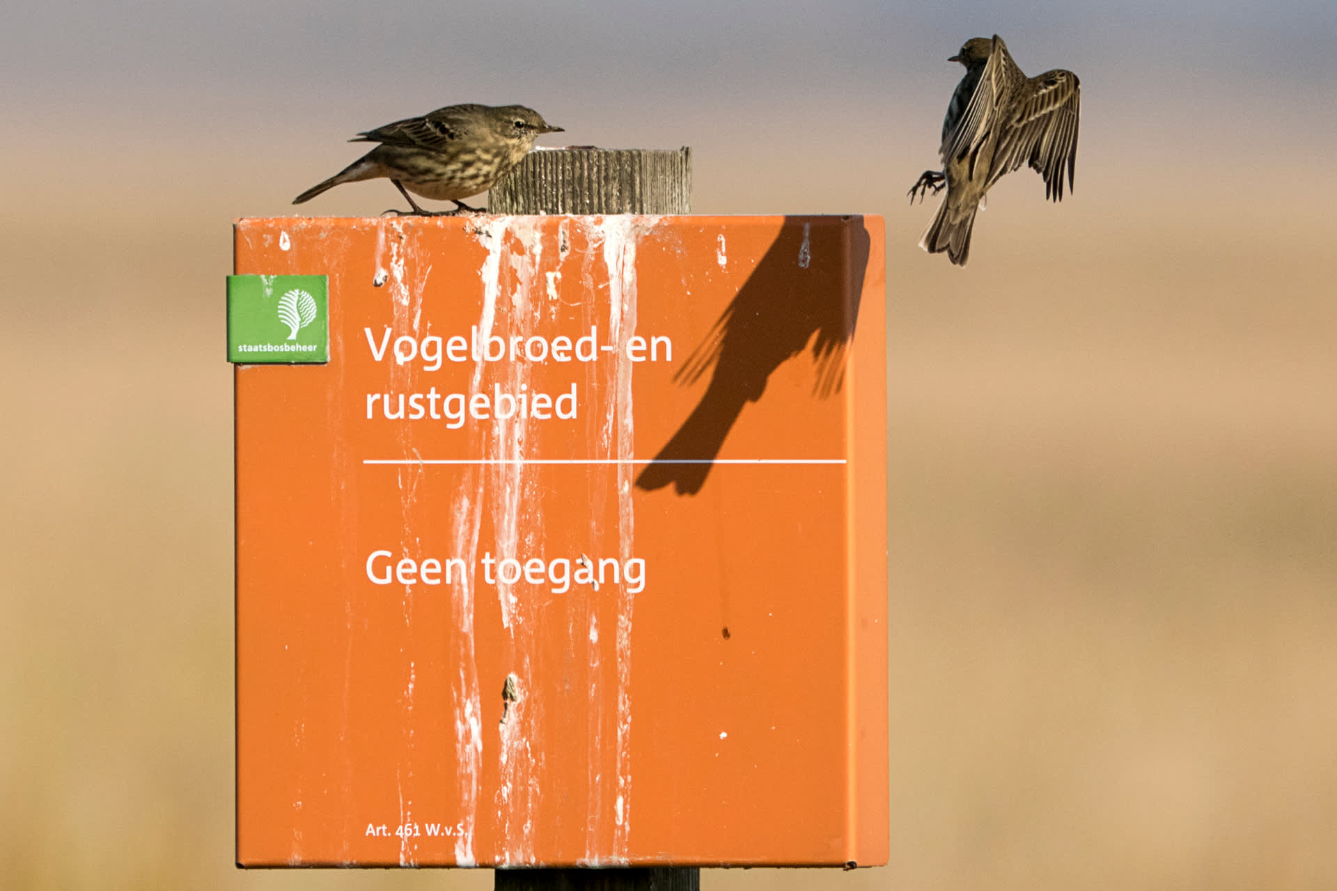 Vogels in het Vogelbroedgebied