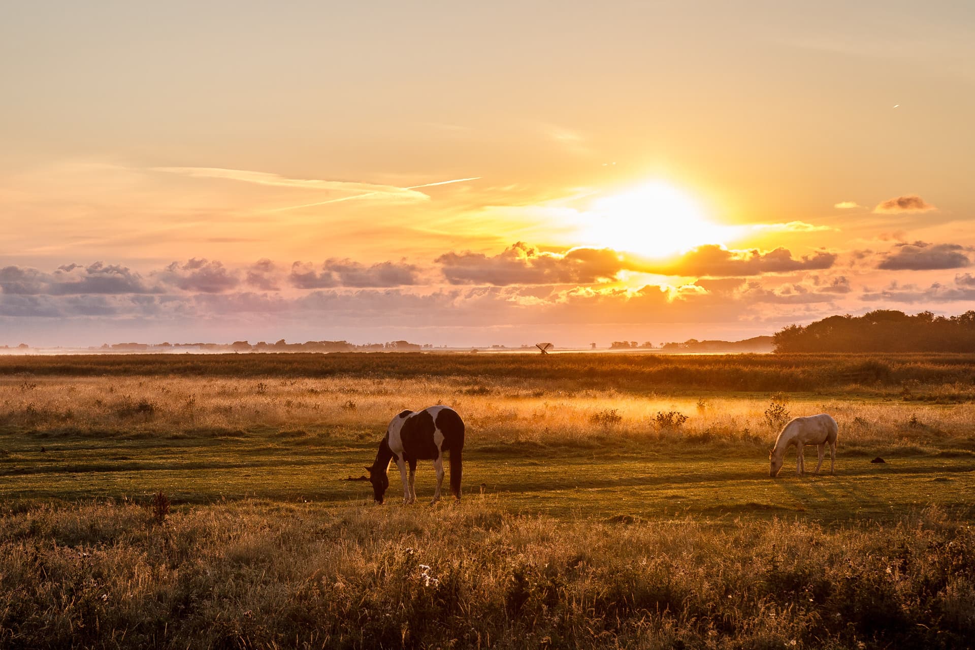 Paarden in de natuur