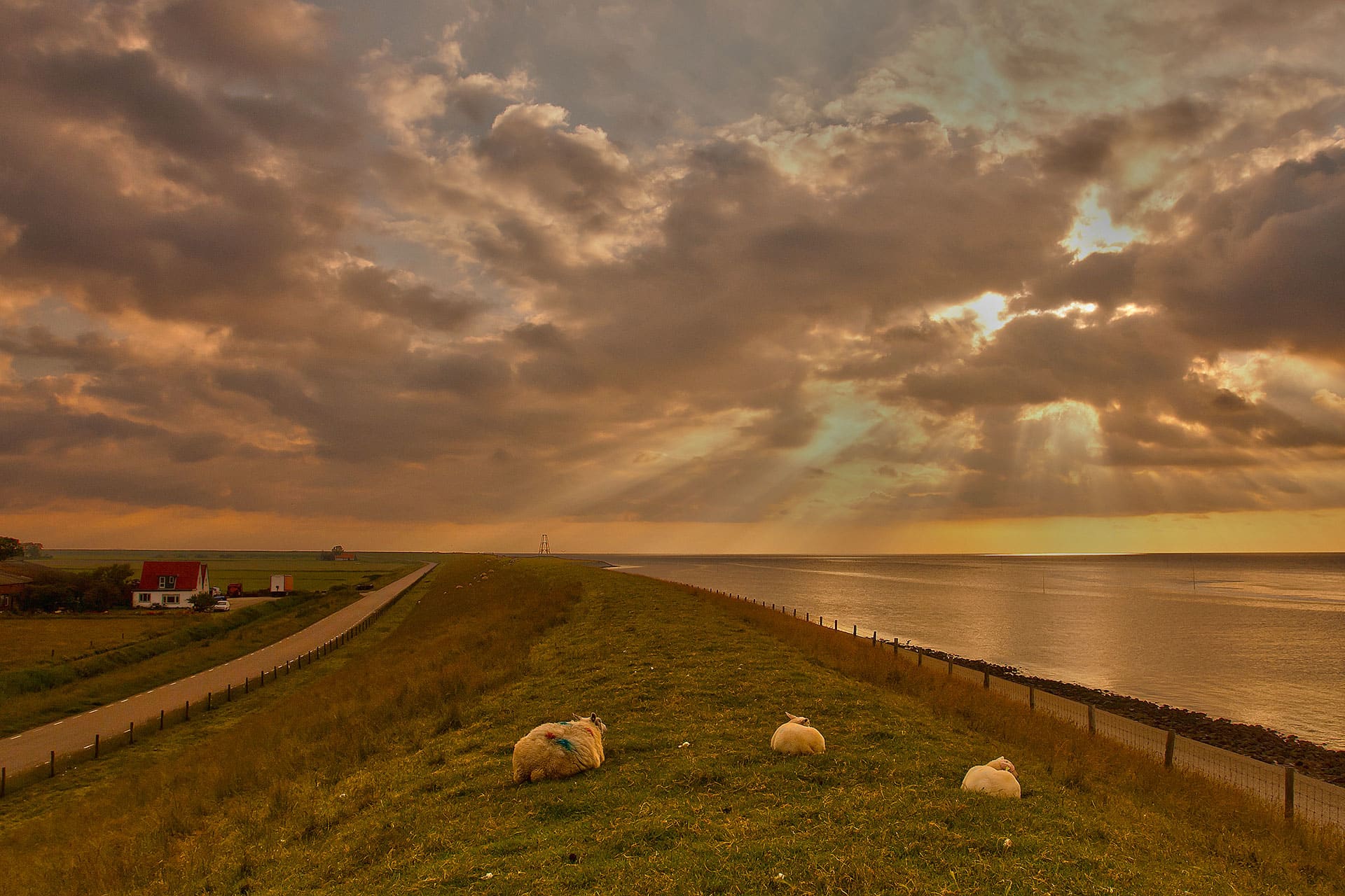 Schapen op de dijk