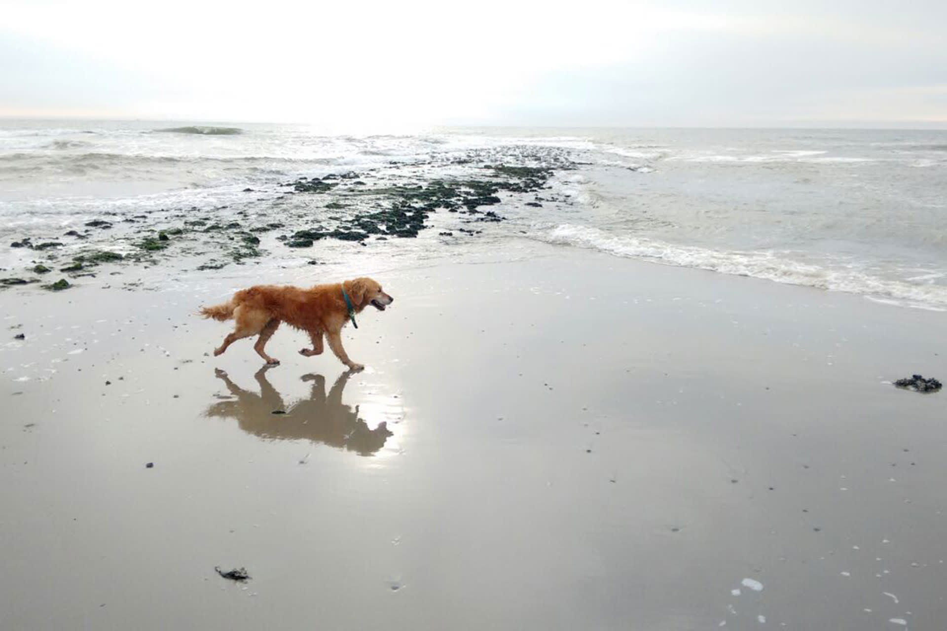 Hond op het strand