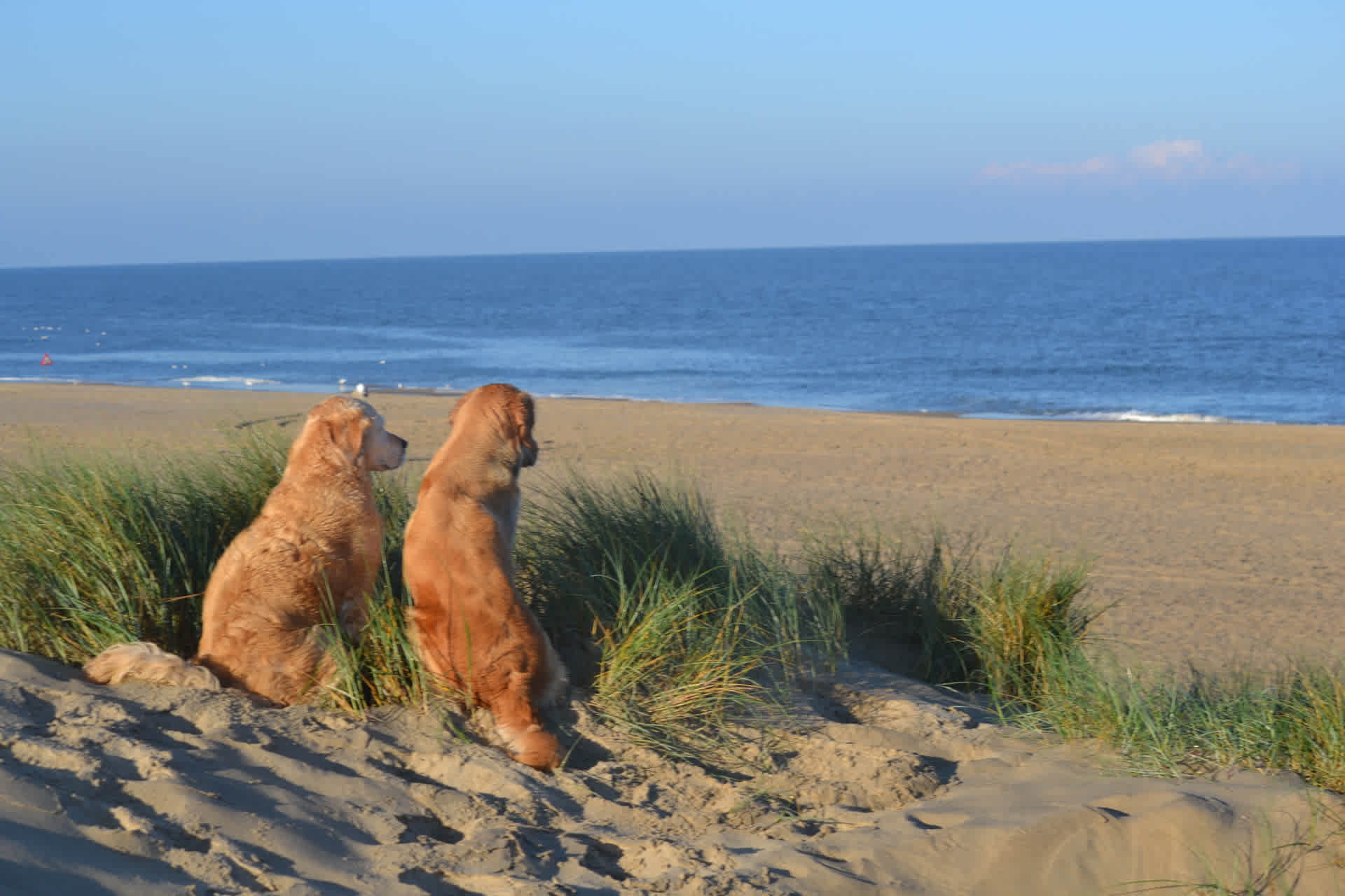 Honden in de duinen