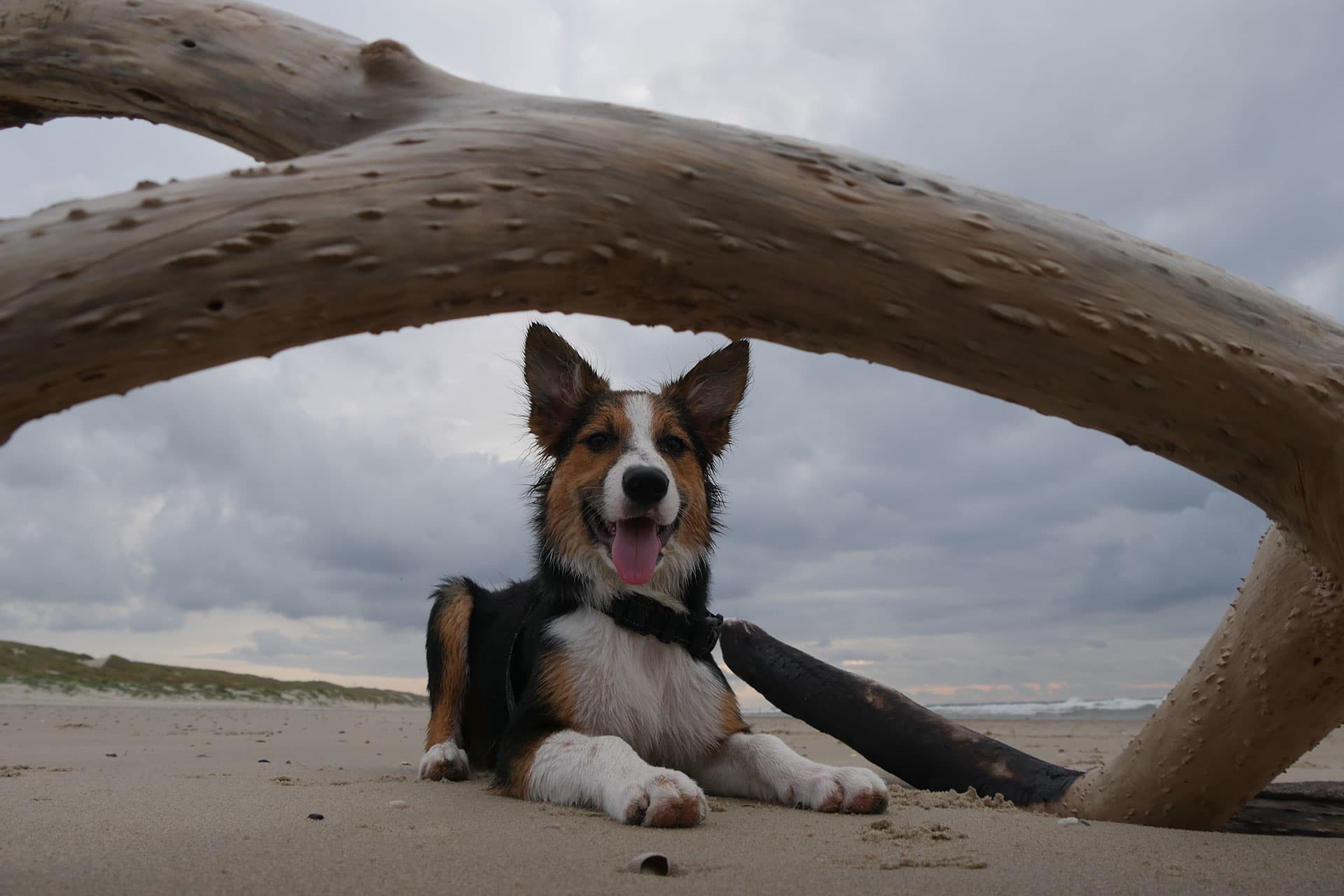 Hond op het strand