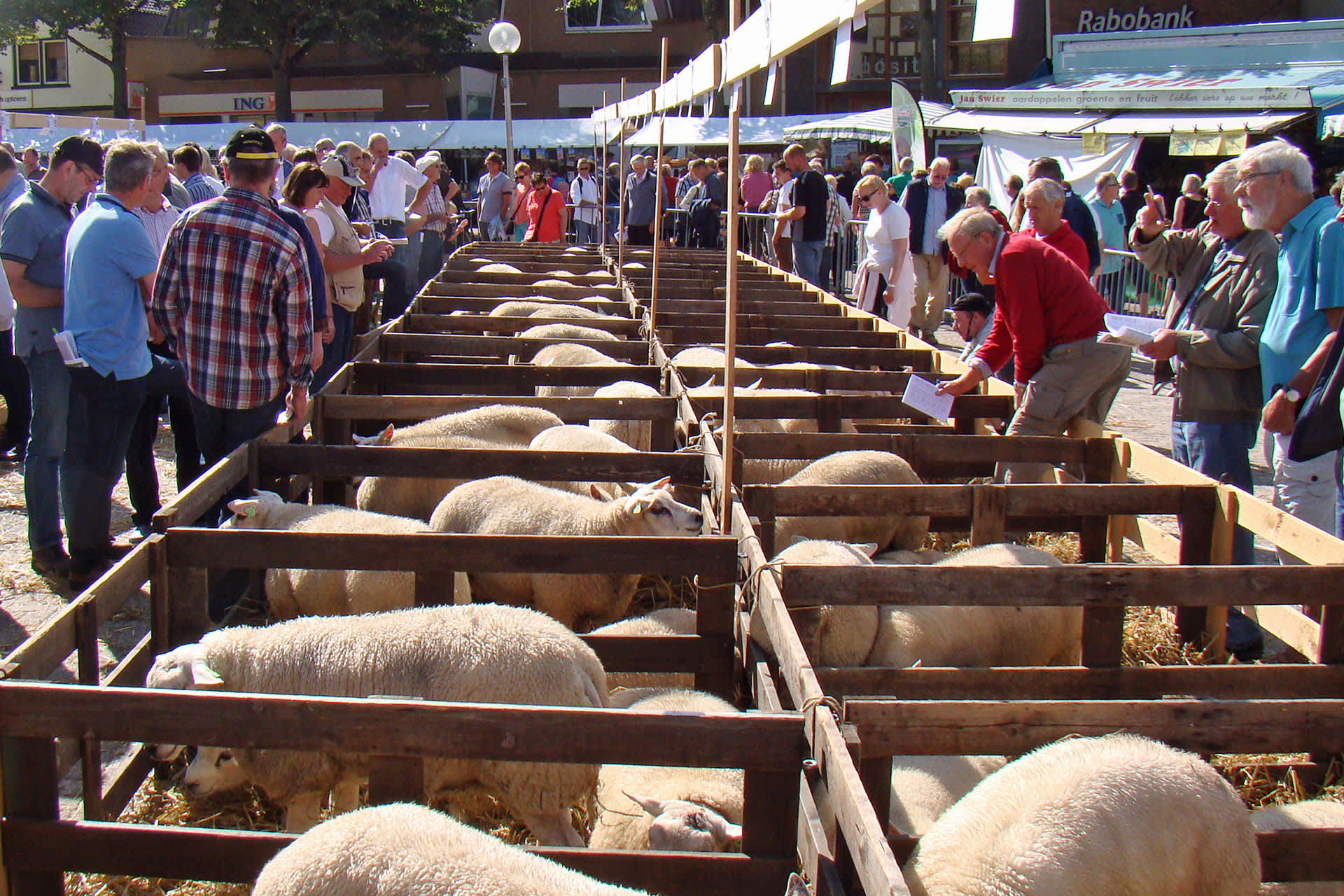 sheep breeding day