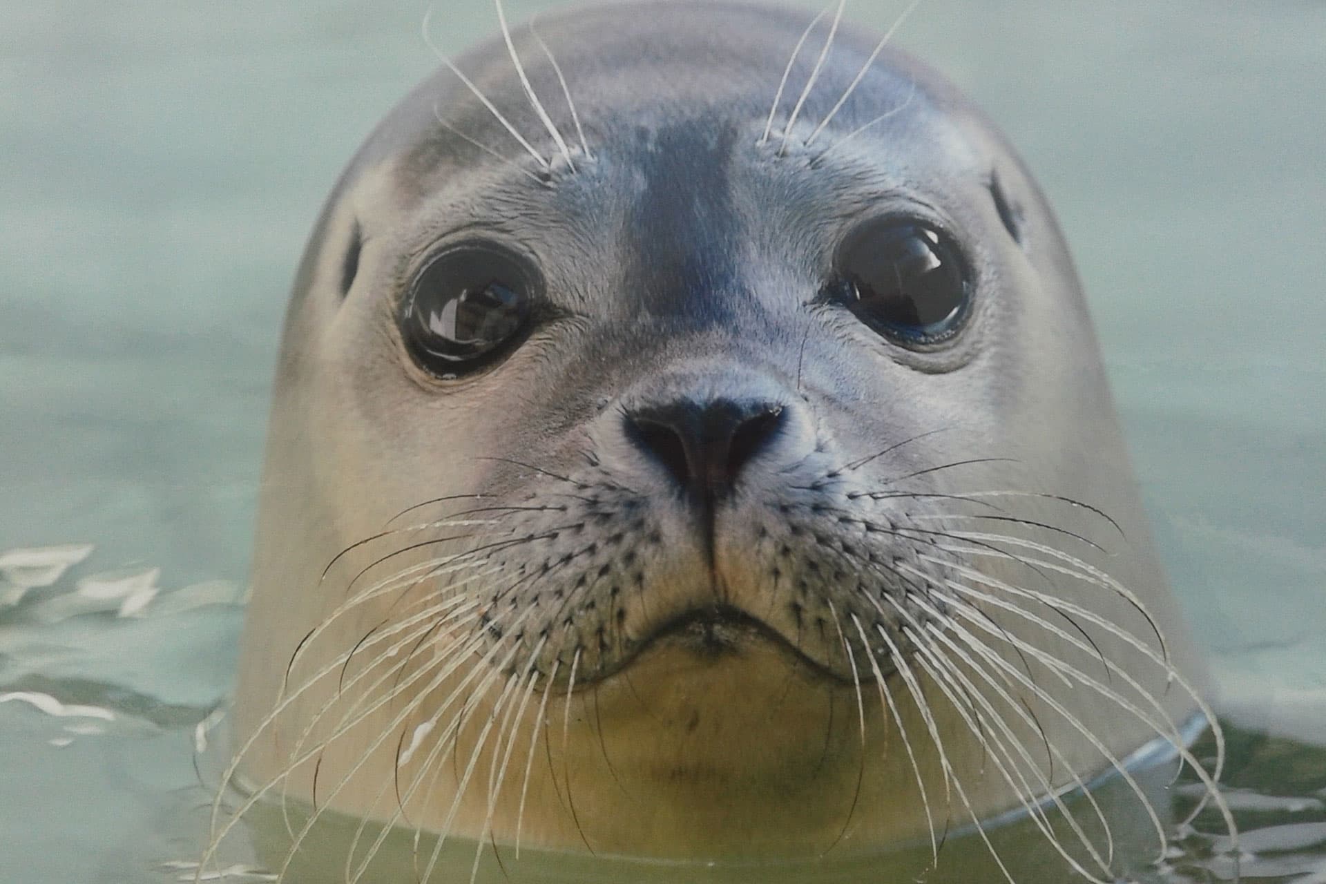 Seal