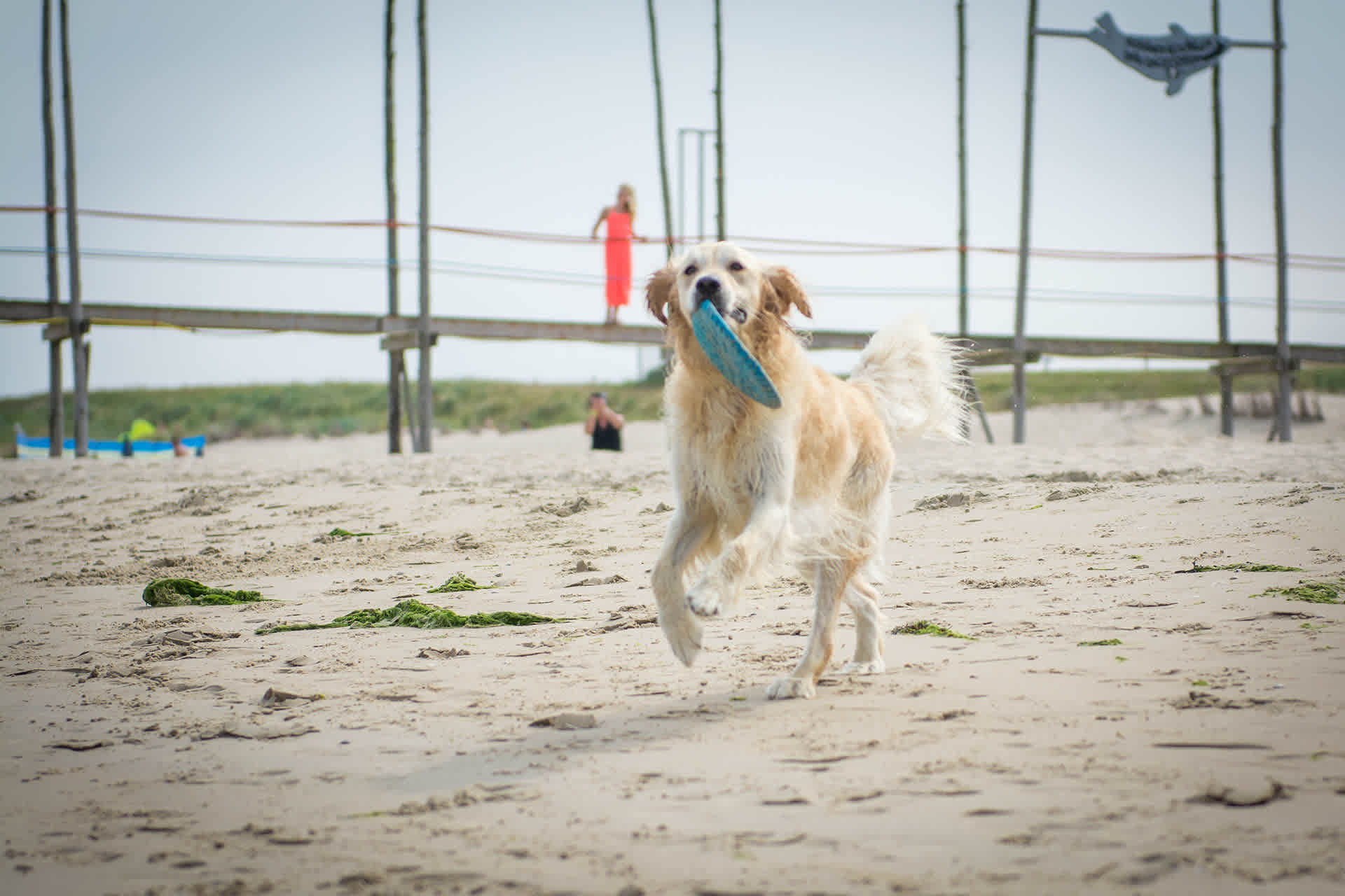 Hond met frisbee