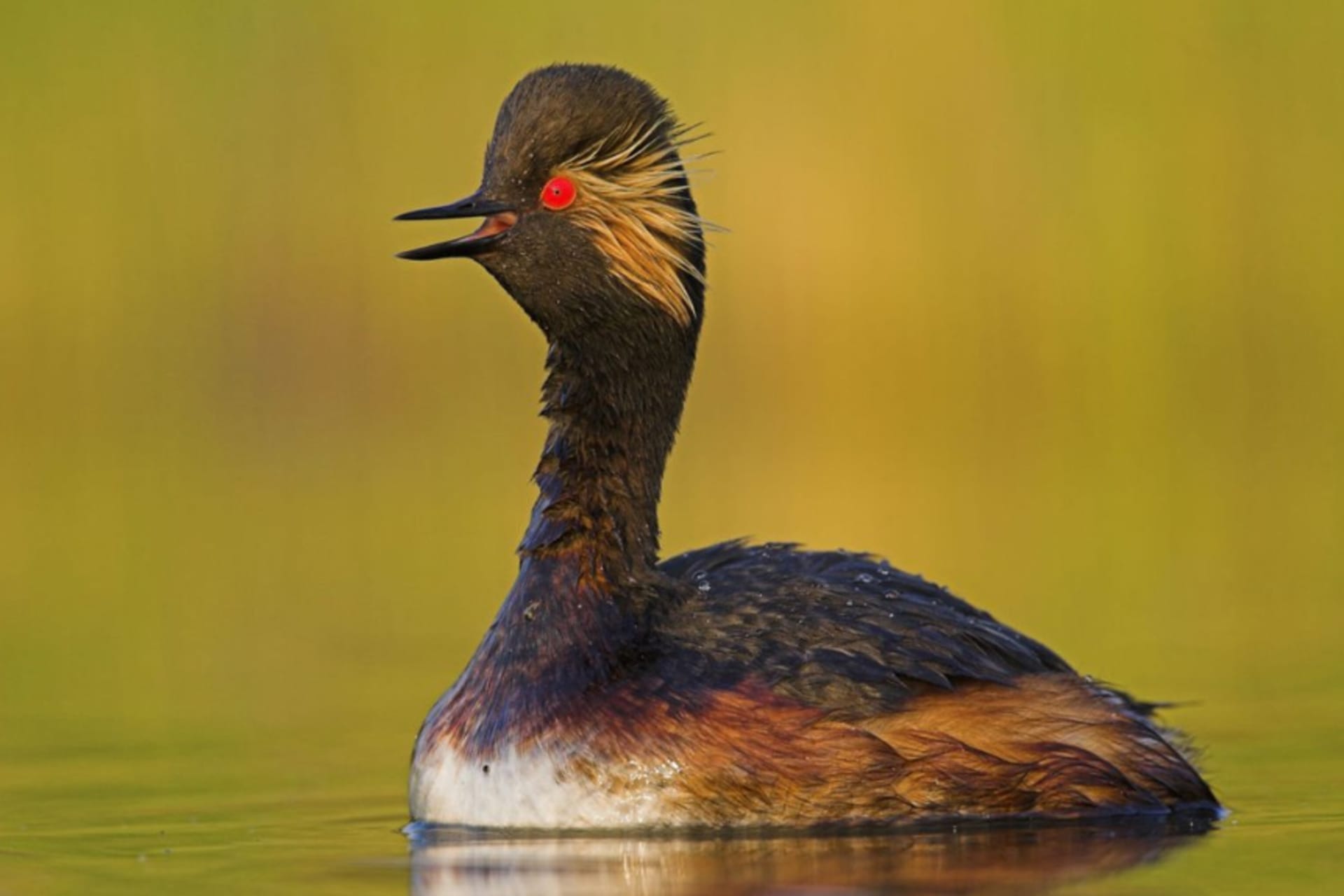 Black-necked grebe