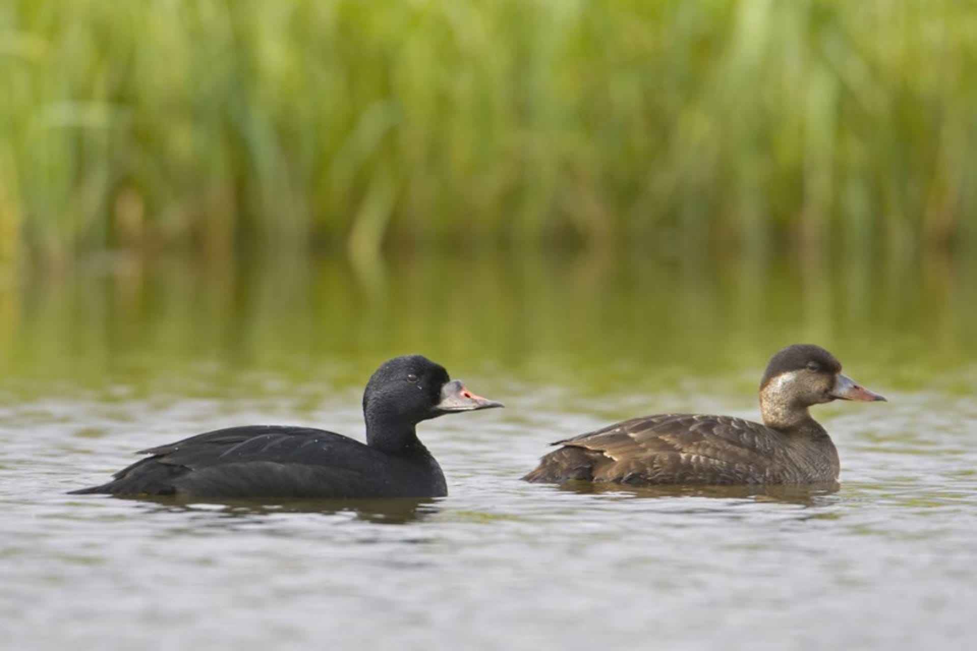 Zwarte eend