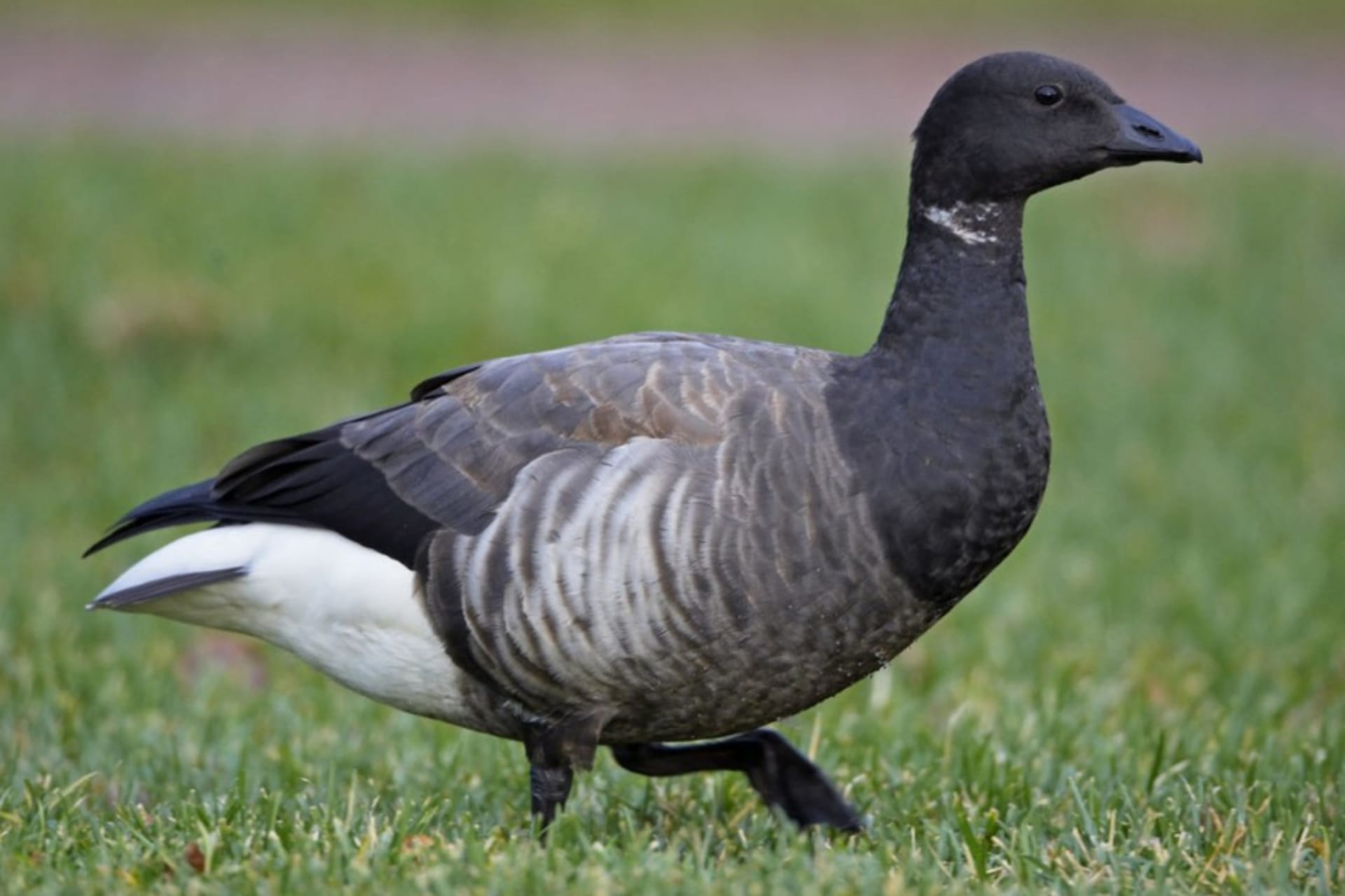 Brent goose