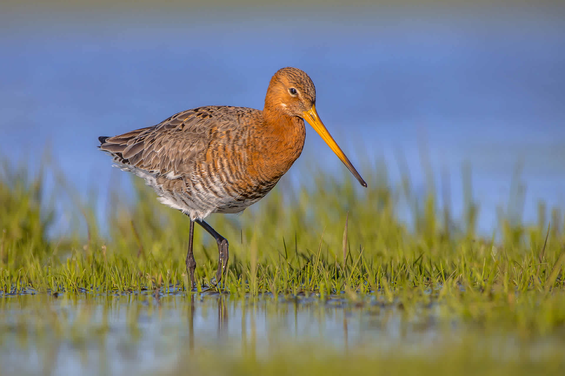 De Waal, Uferschnepfe im Polder Waalenburg