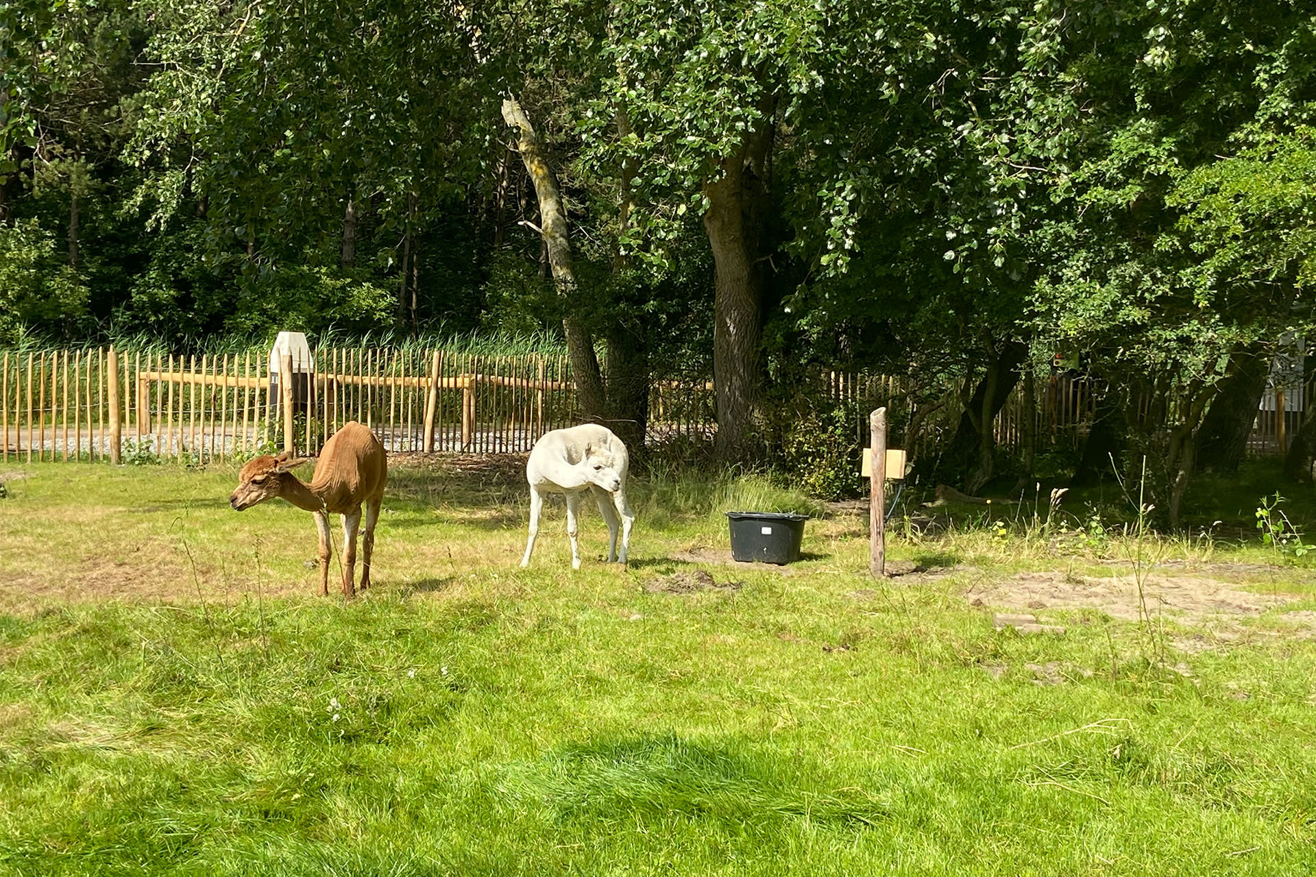 Alpacas from Texel