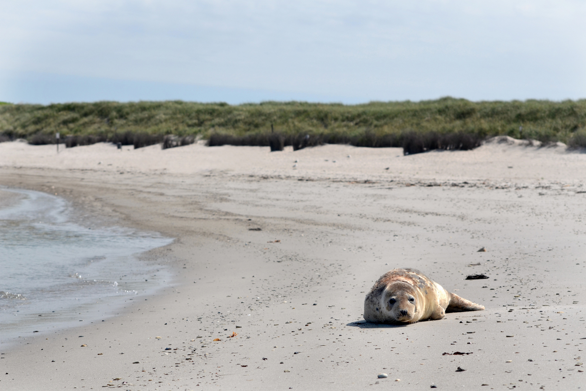 Zeehond op het strand