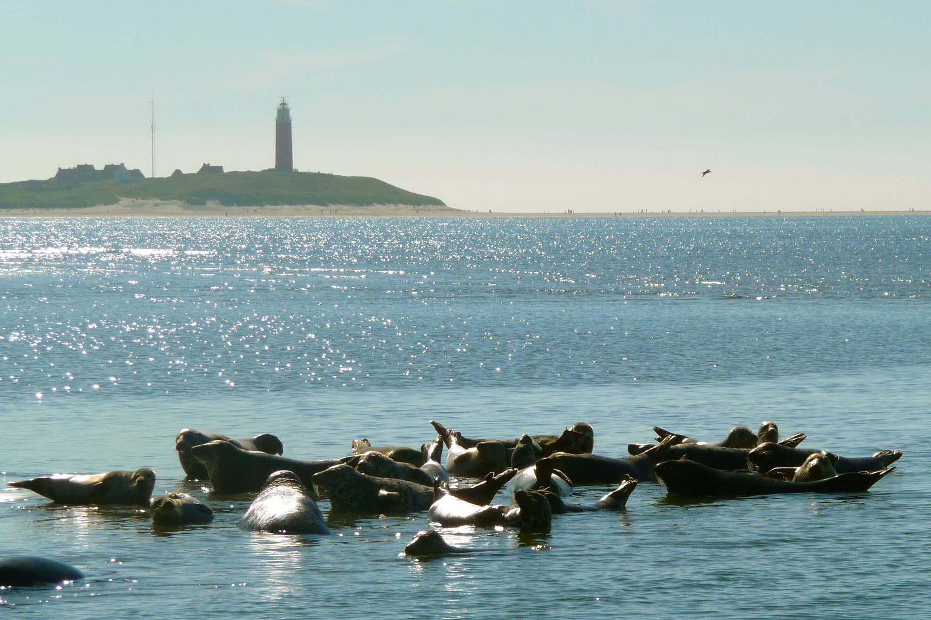 Zeehondentoch, Texel