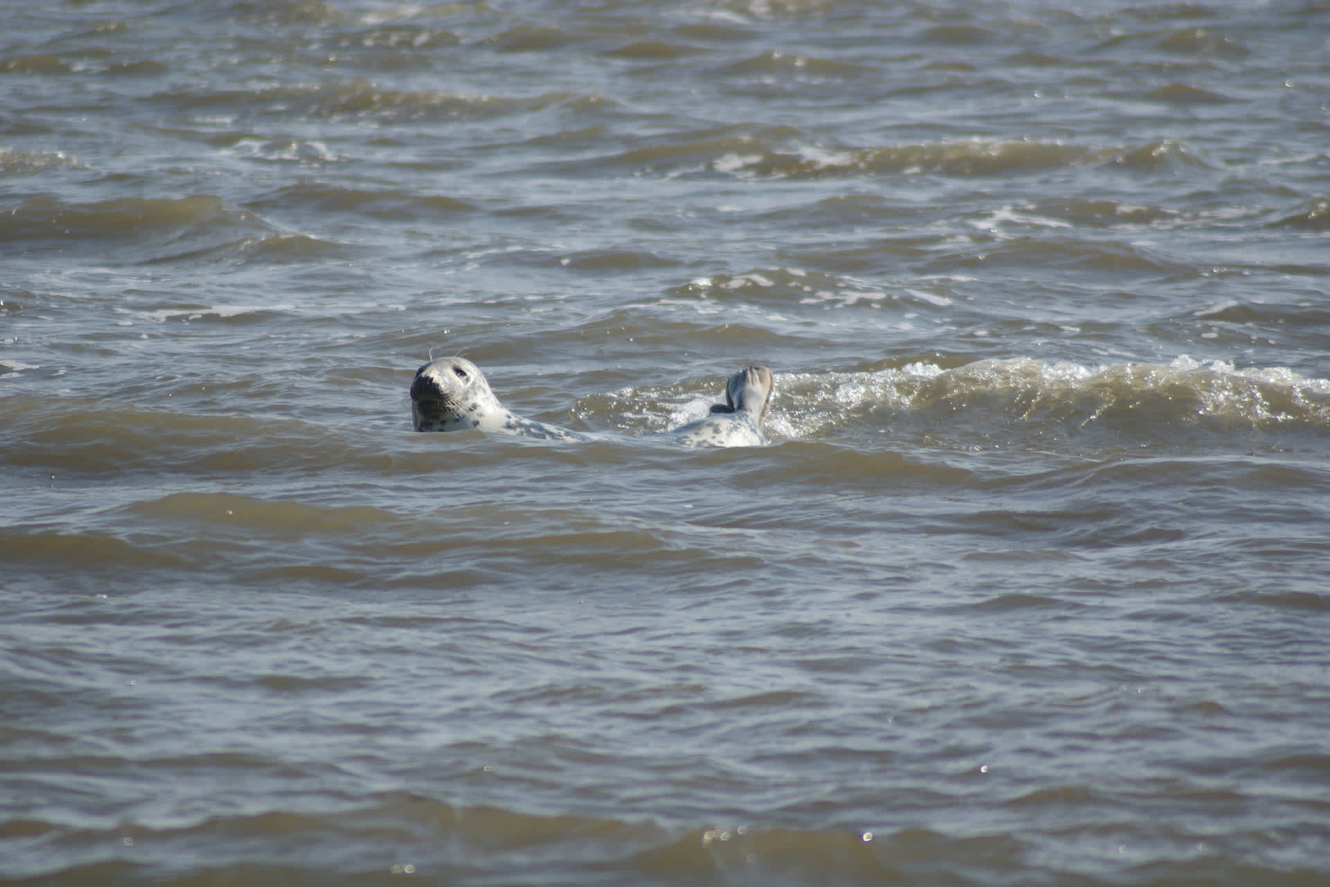 Zeehondentoch, Texel