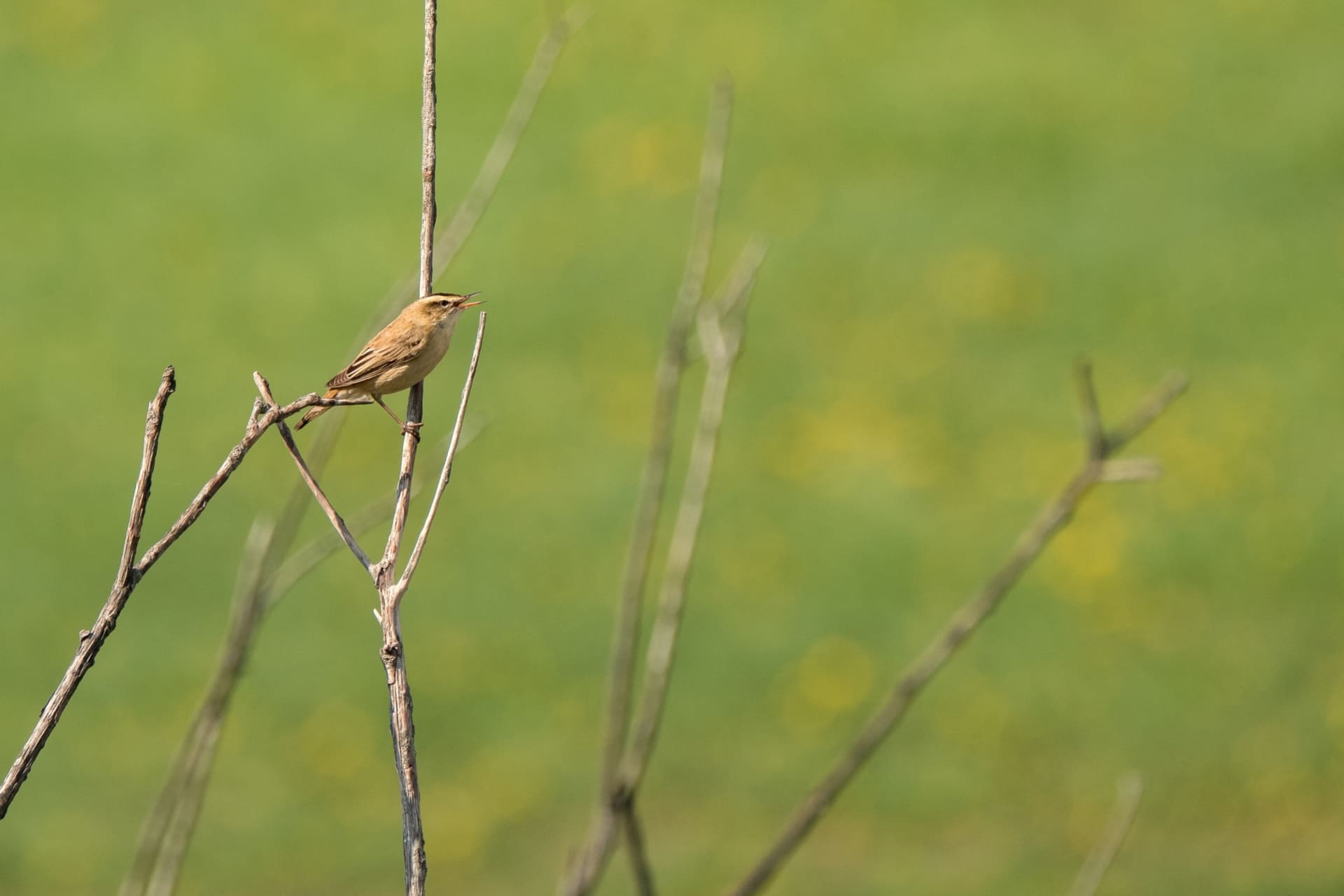 Bird in the nature