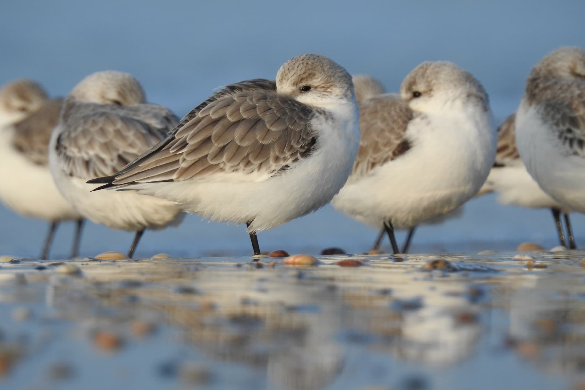 Vögel auf dem Wattenmeer