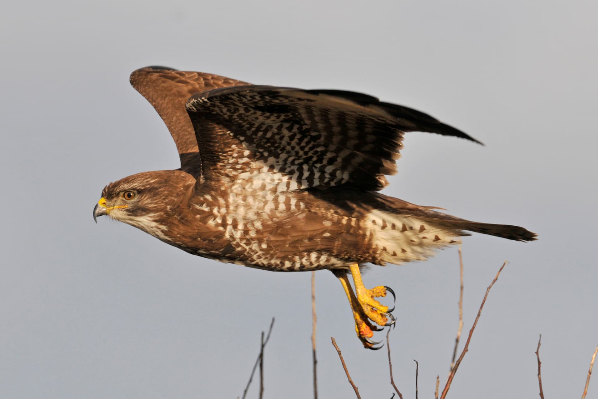 Buzzard