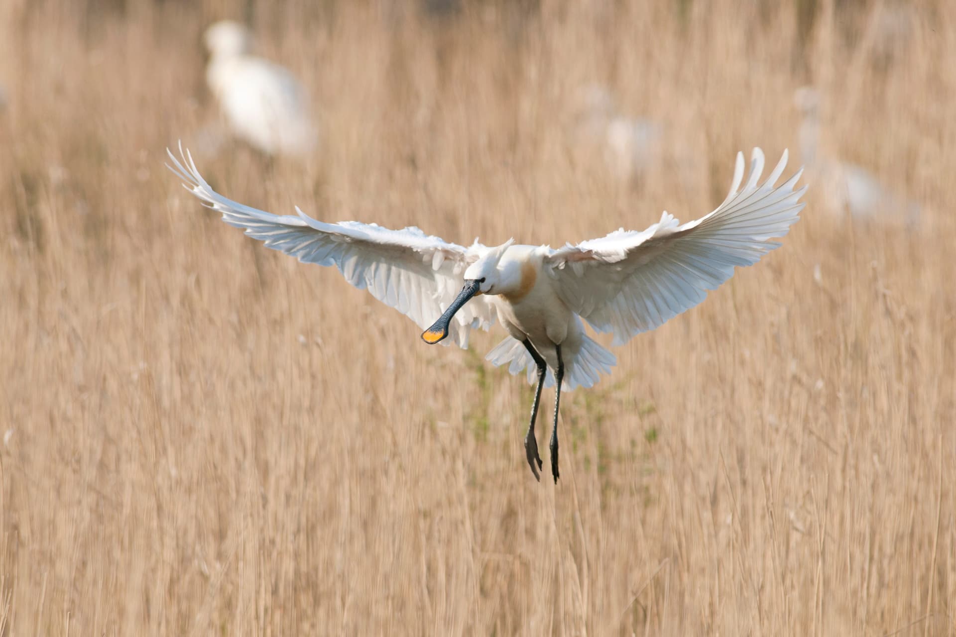 Spoonbill