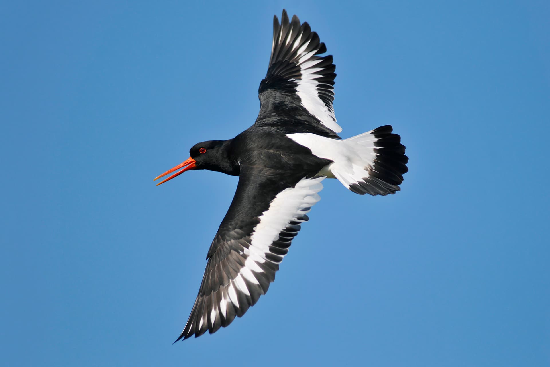 oystercatchers