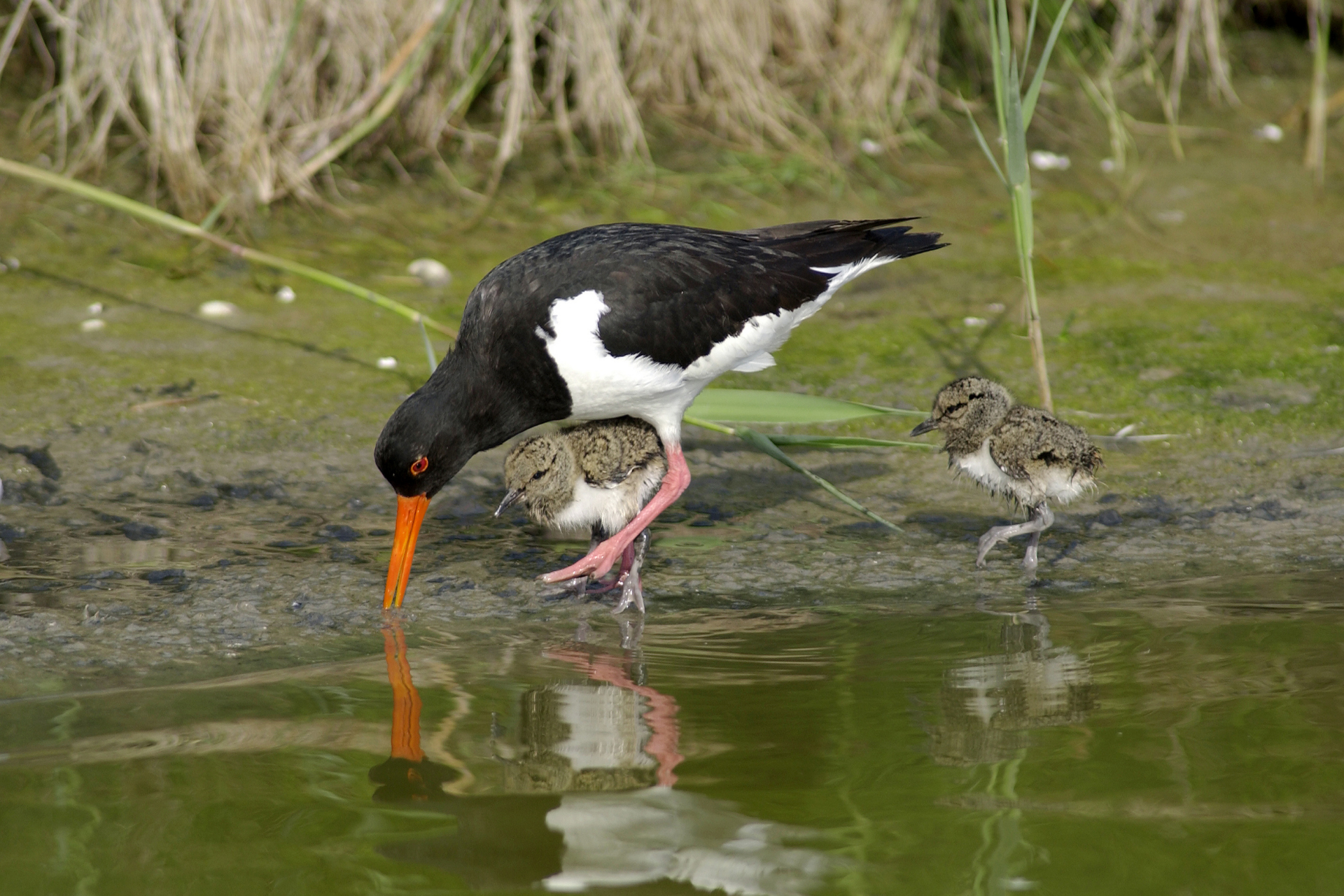 Oystercatcher