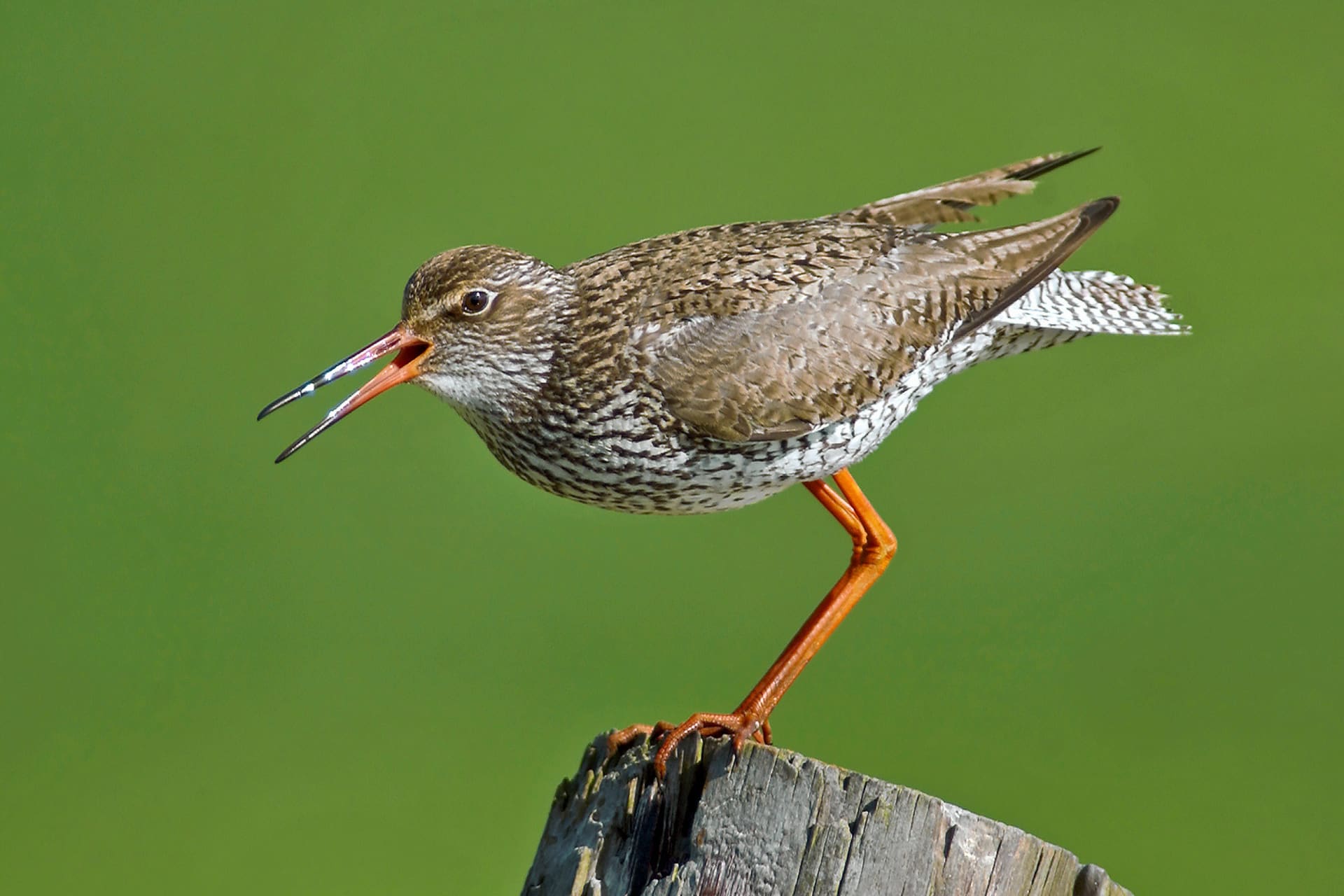 Tureluur in Natuurgebied Zandkes