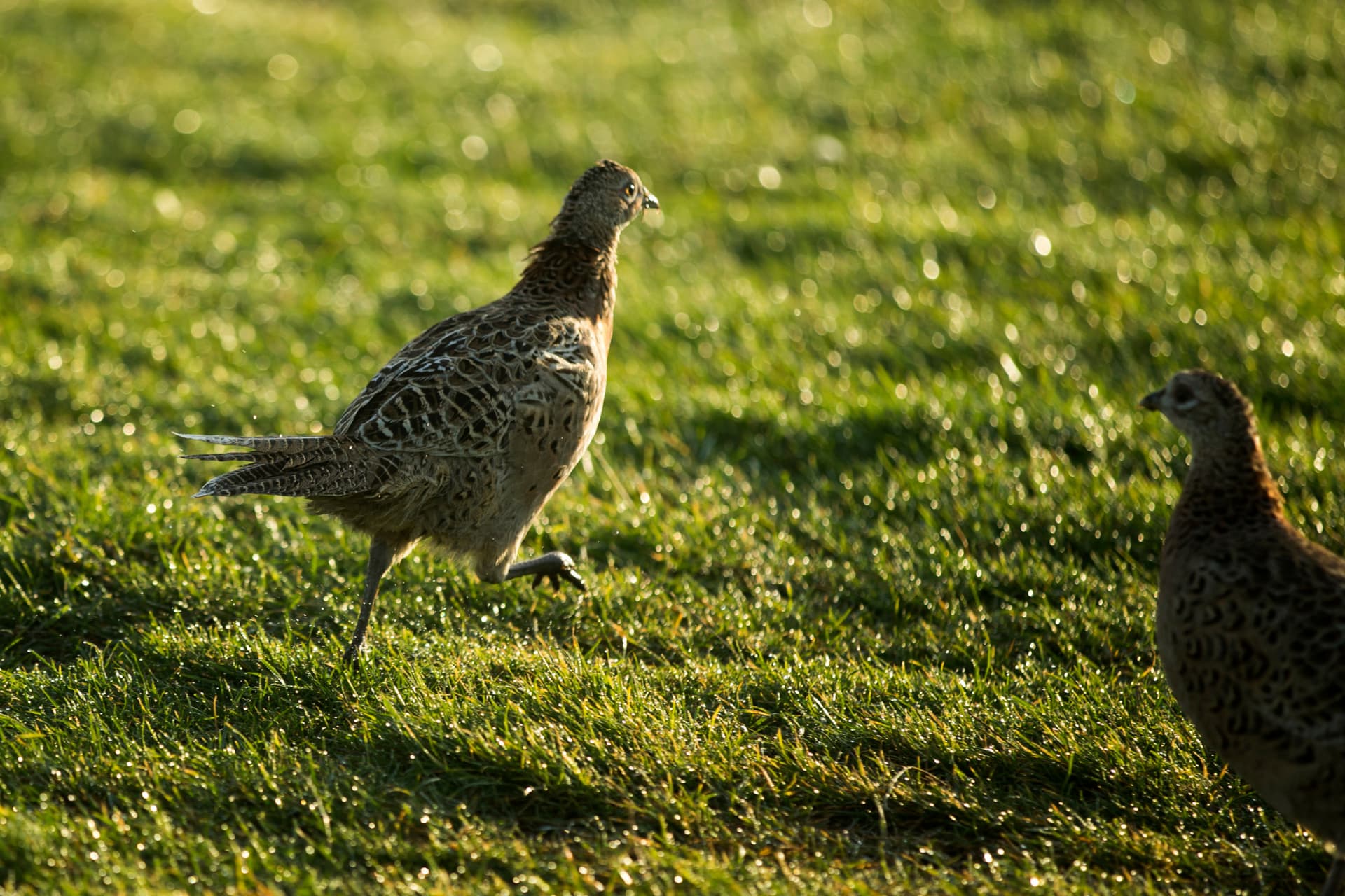 Pheasant