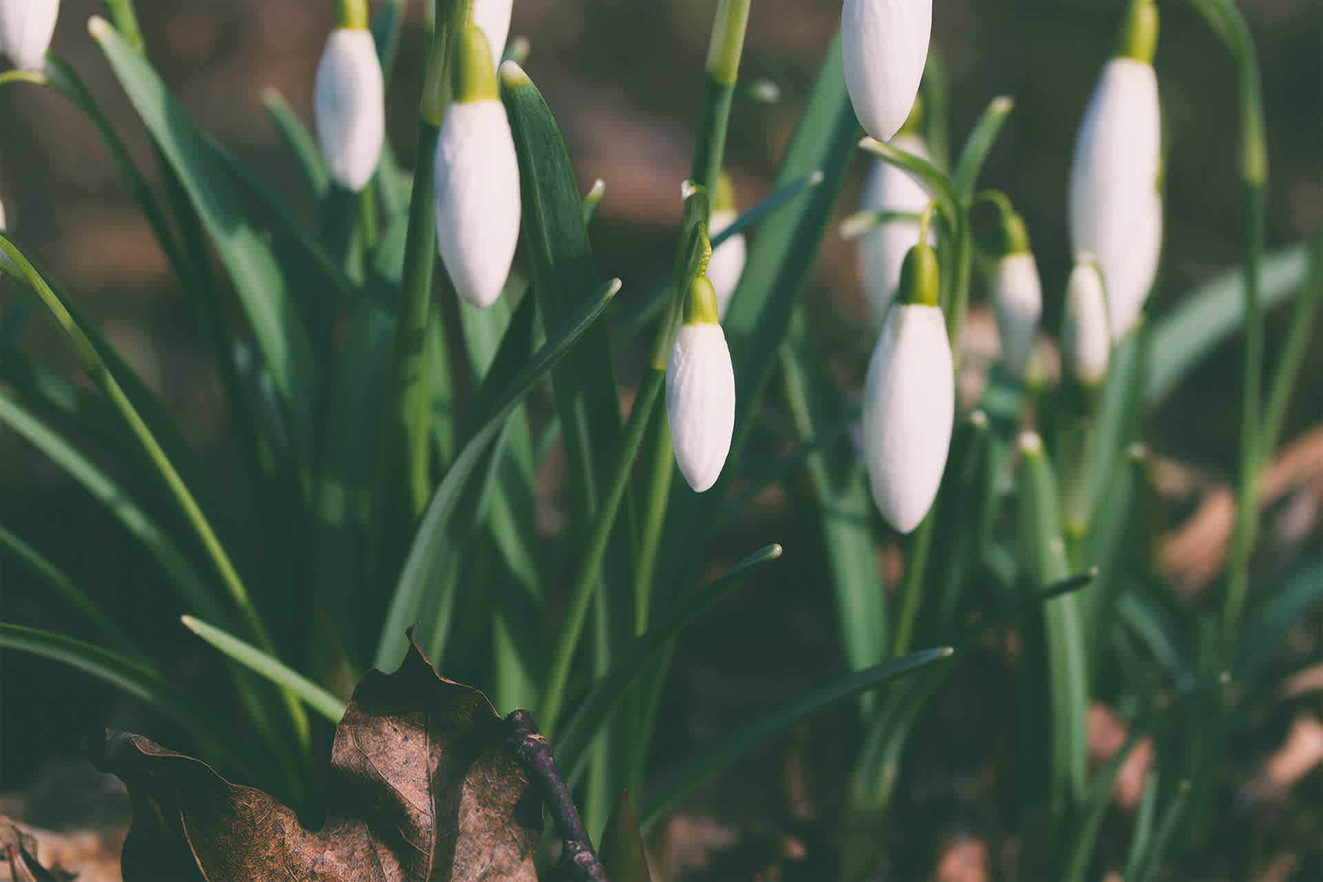 snowdrops