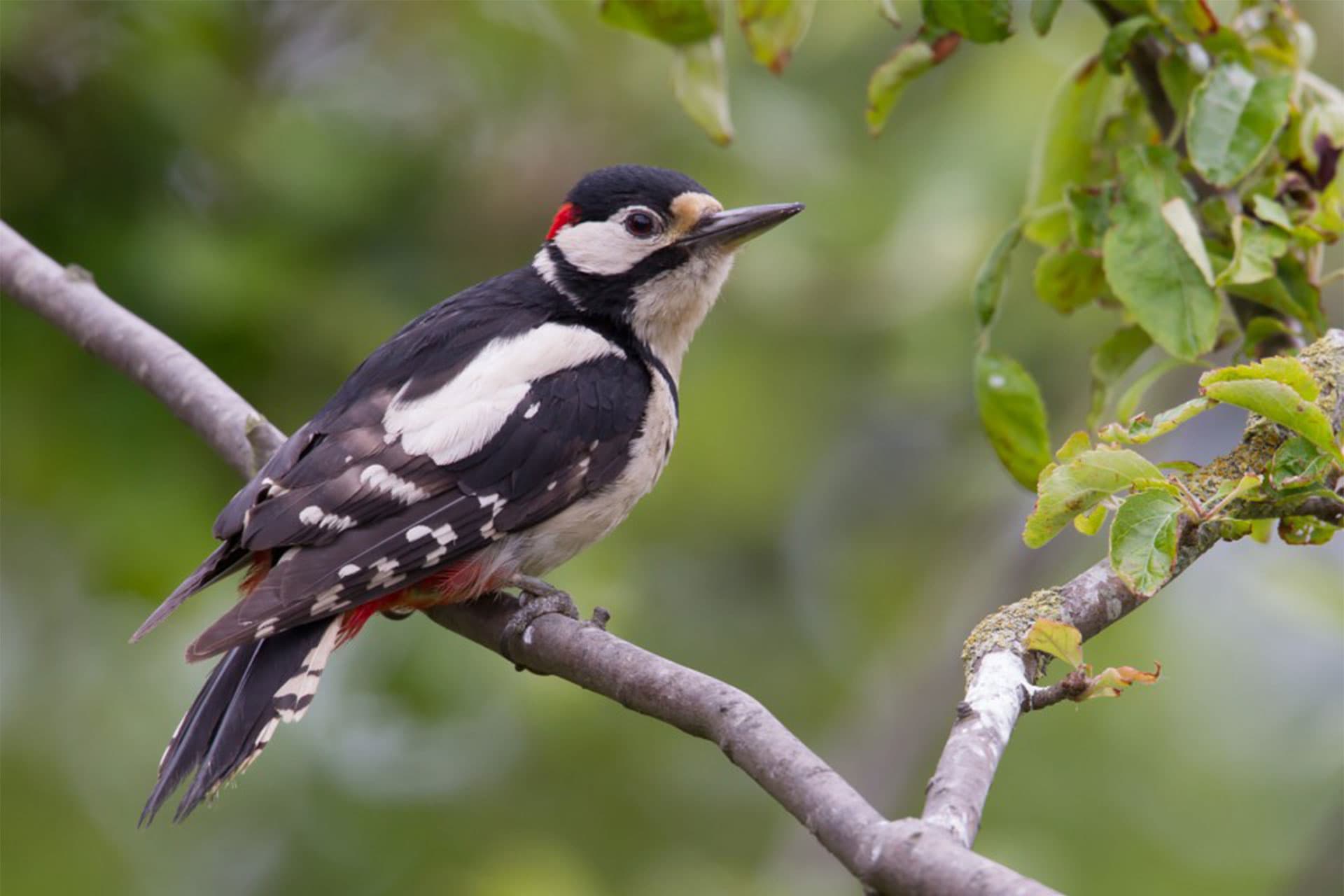 Spotted woodpecker