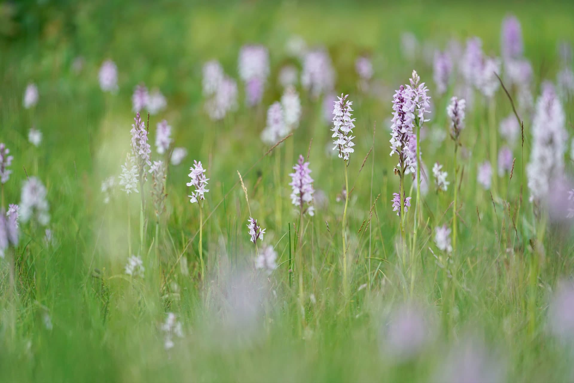 Orchids