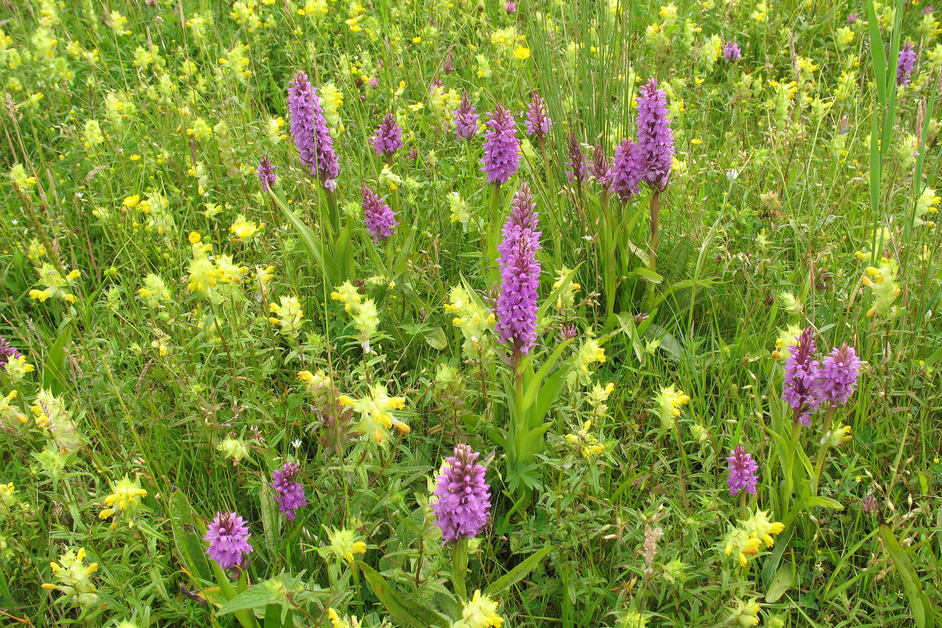 Spotted orchid