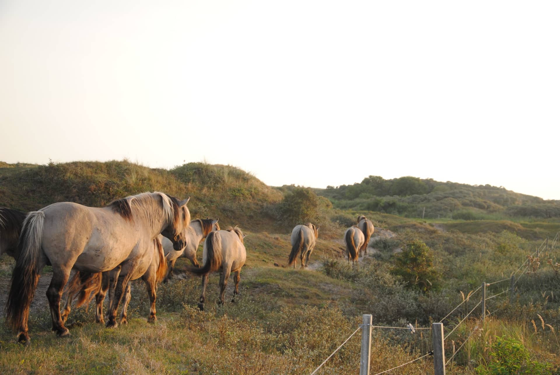 Wild Horses