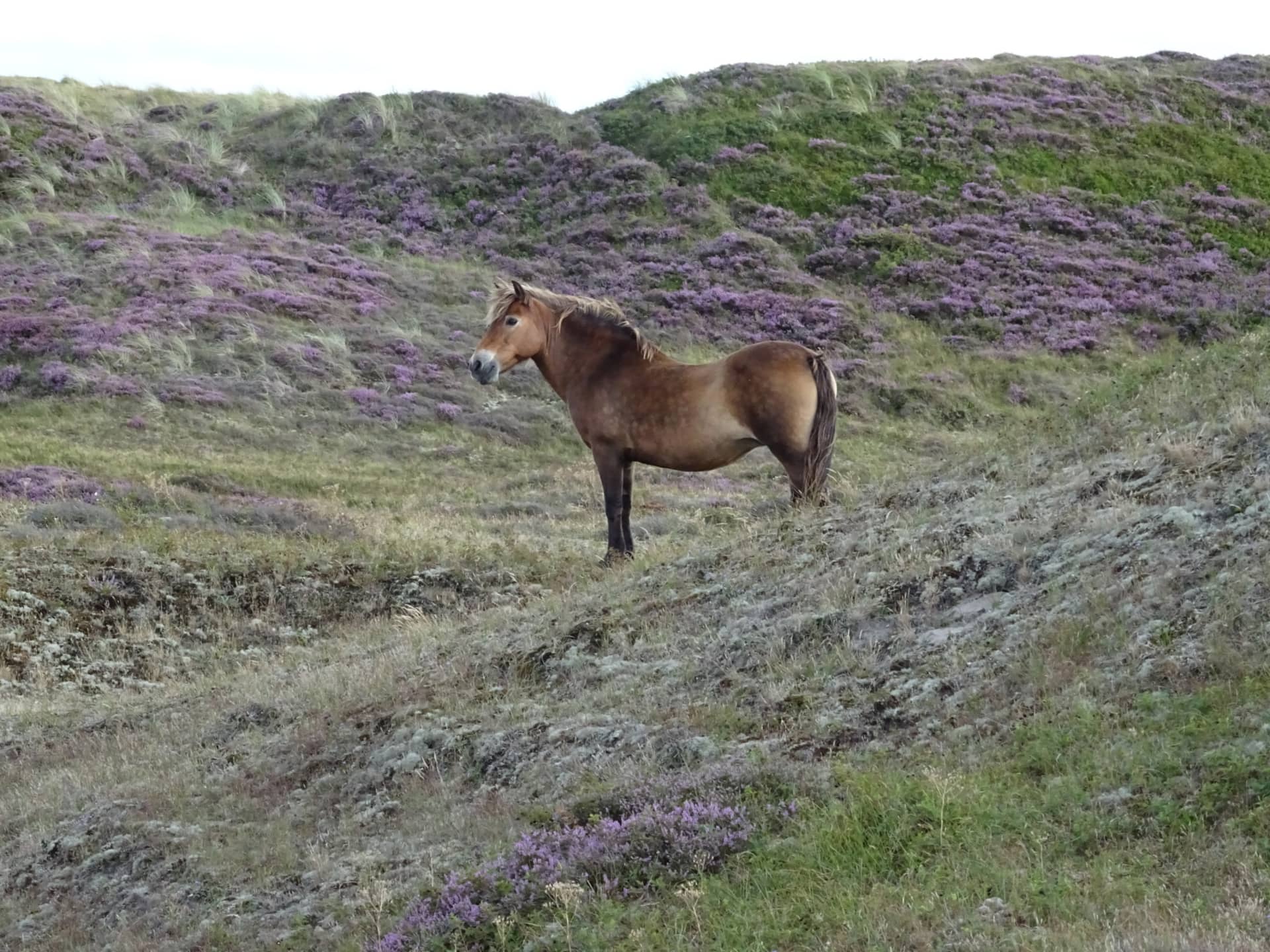 Wild horse