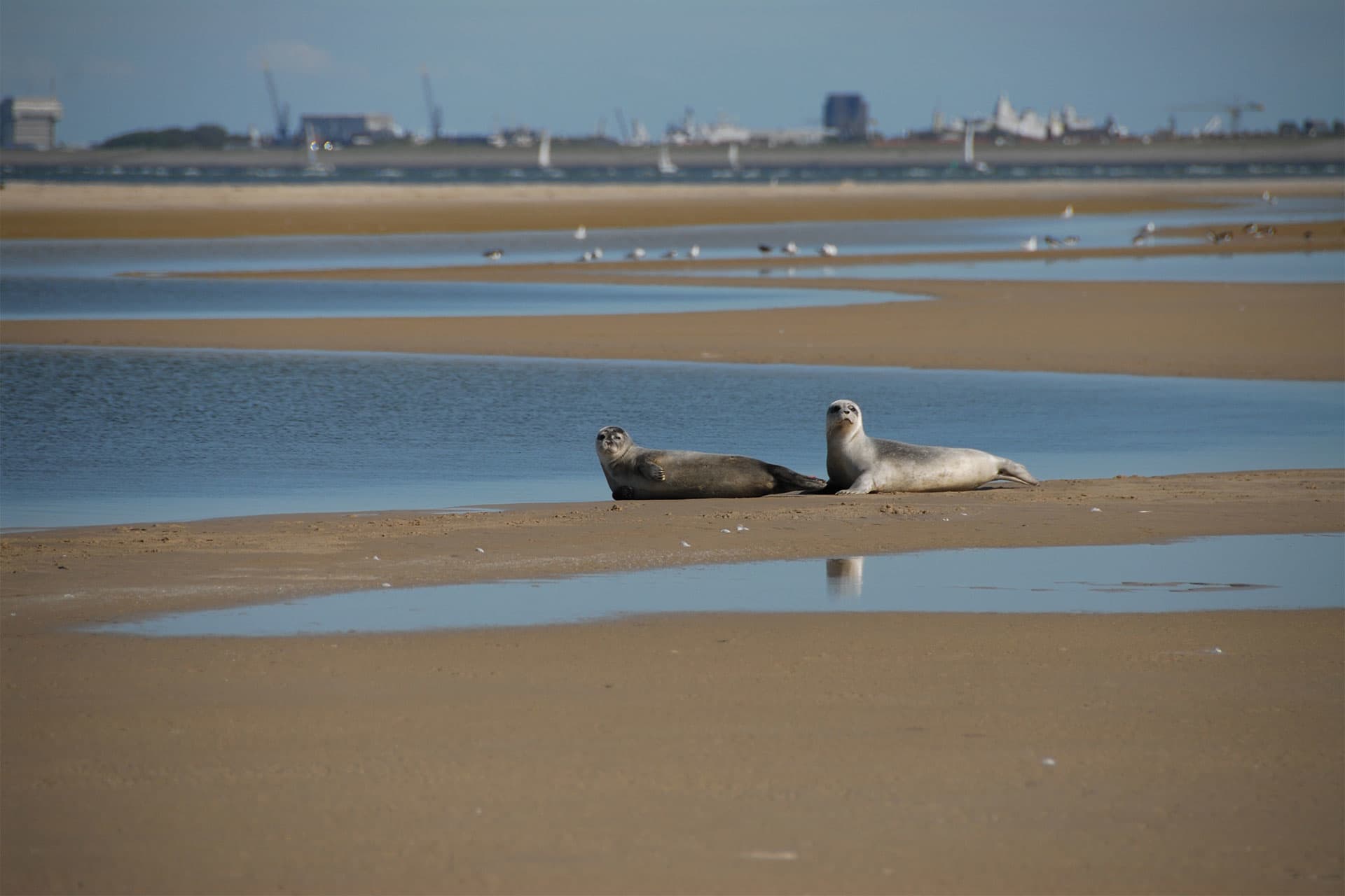 De Hors, zeehonden