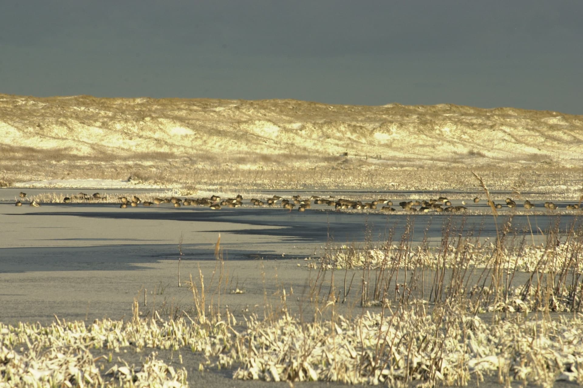 Bird colony, Het Grote Vlak