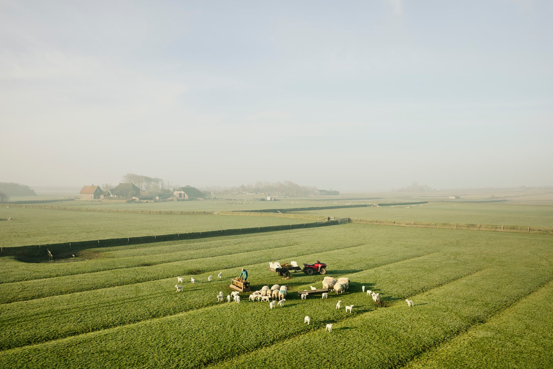 Sheep and farmer