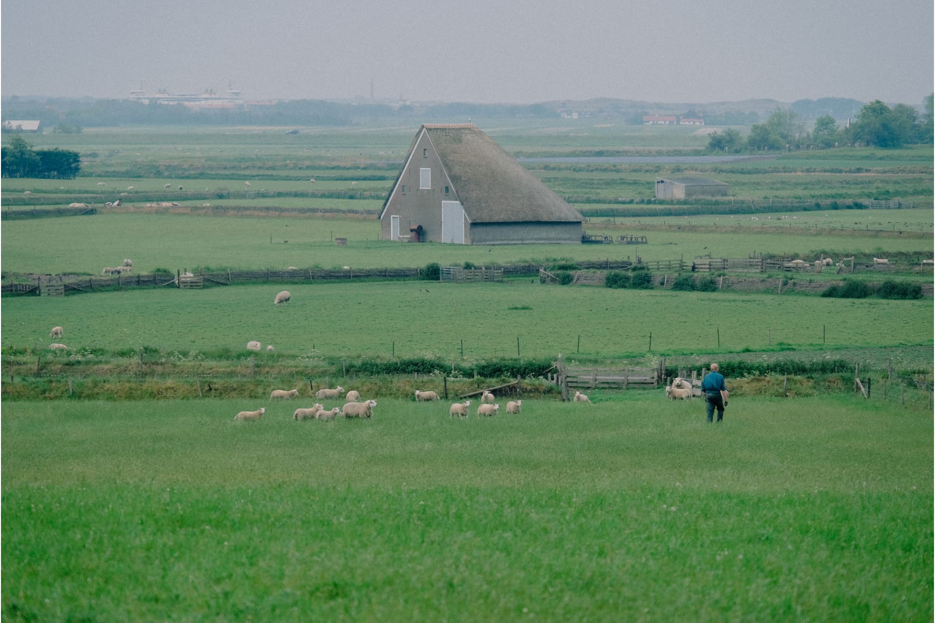 Sheep and sheep pen