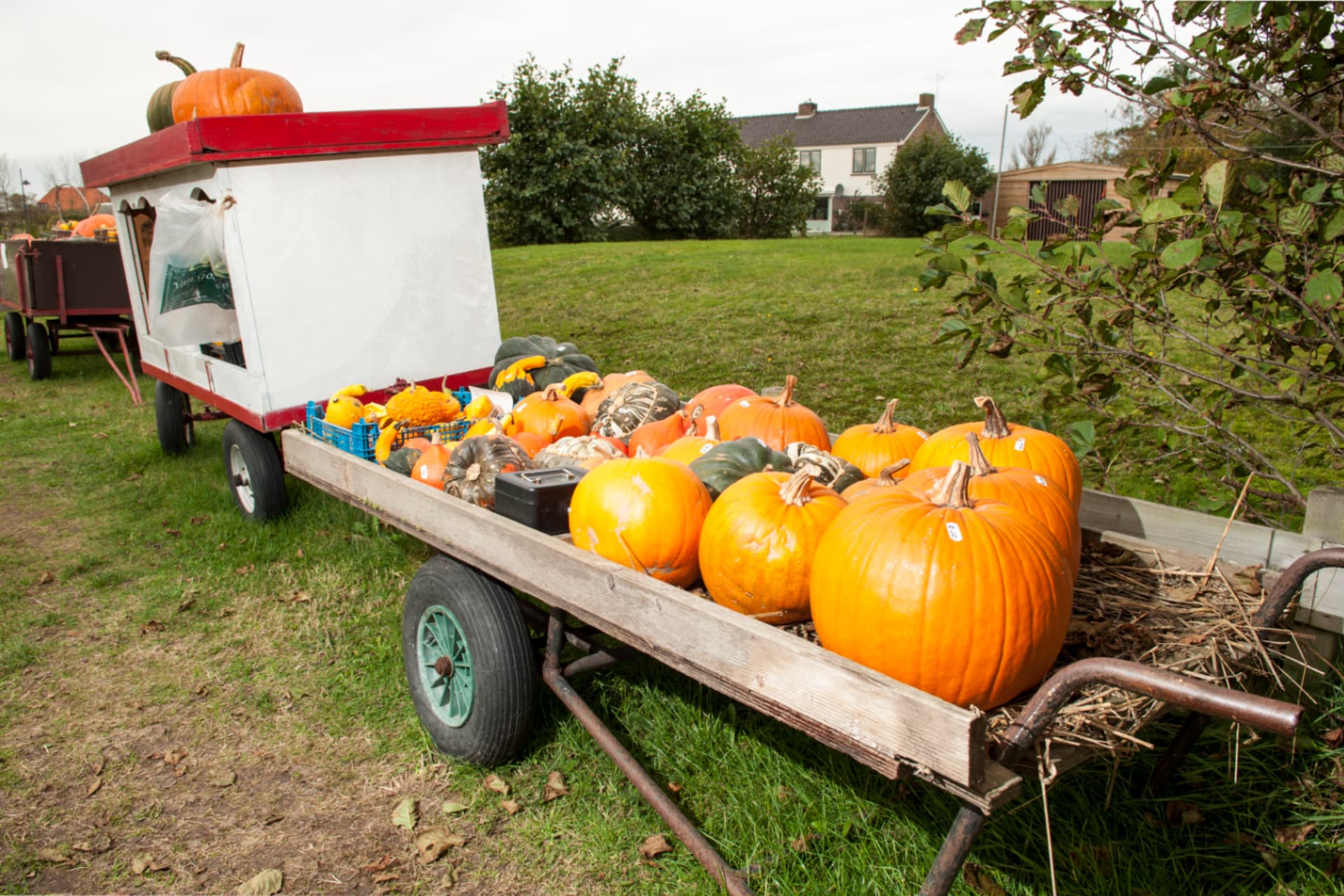 Pumpkin cart